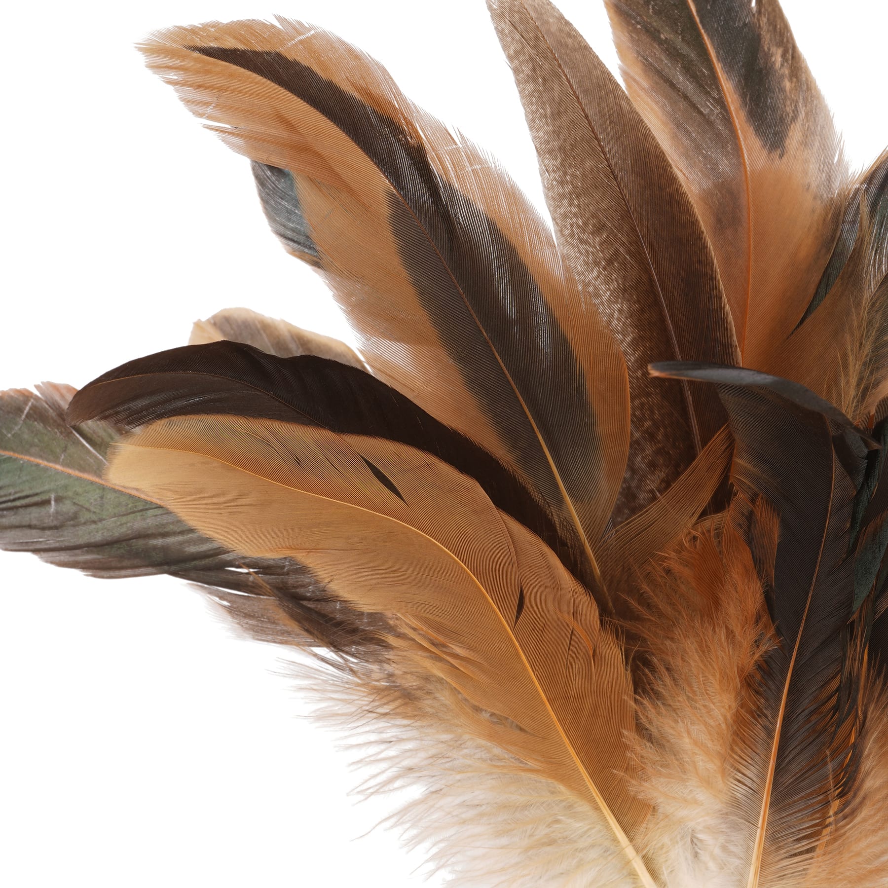 Natural Brown Pheasant Feather Pick by Ashland®