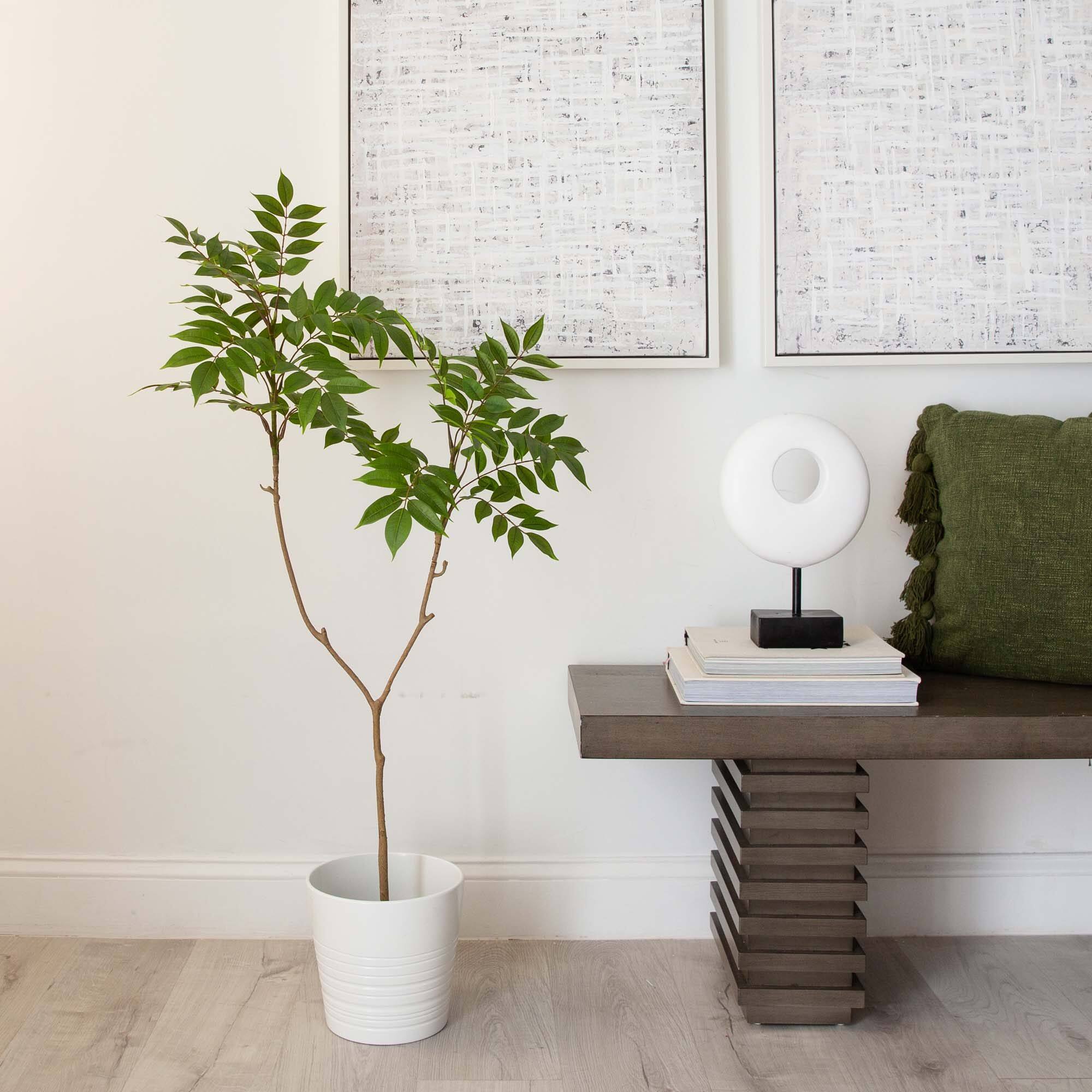 3.5ft. Potted Sumac Tree