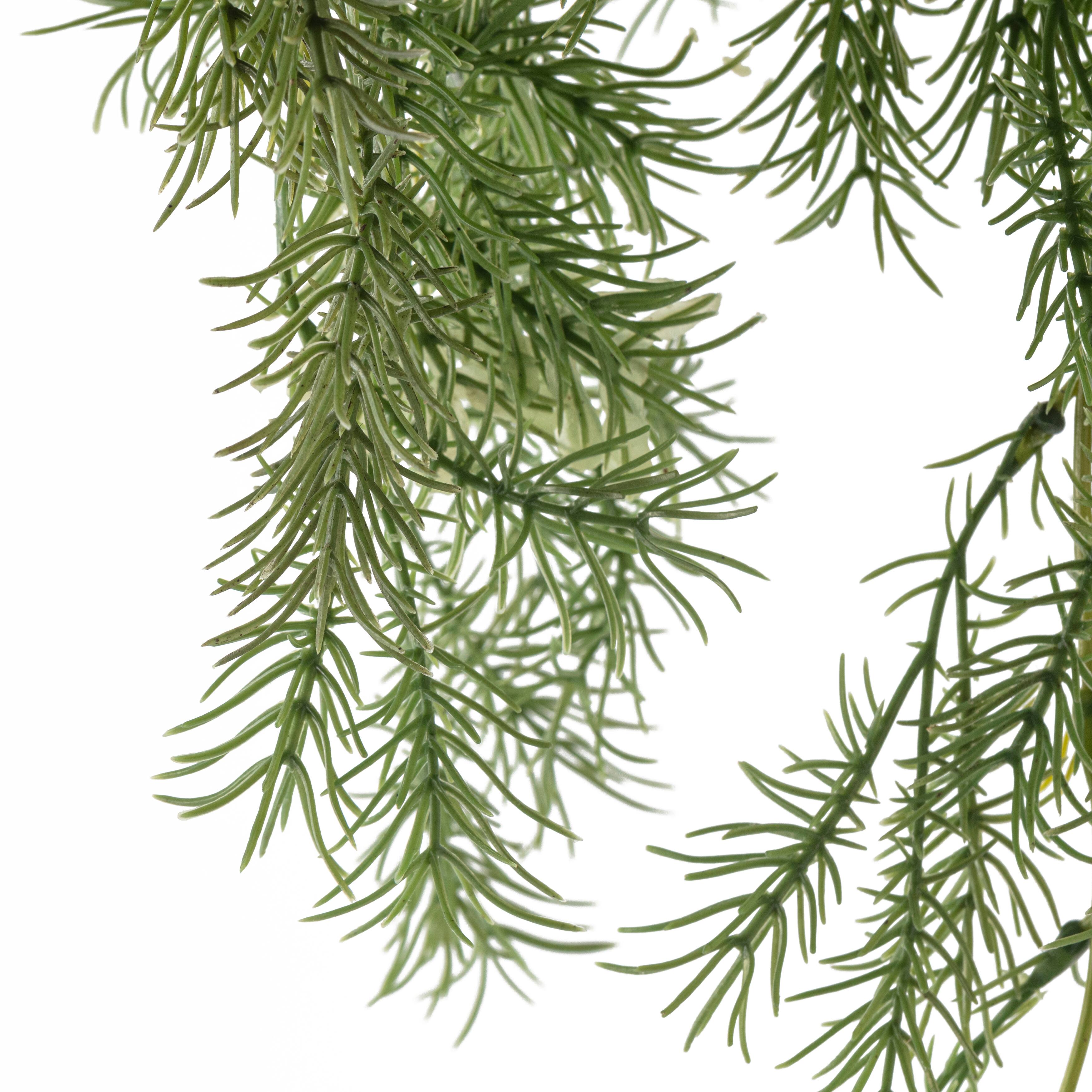 12 Pack: Green Springeri Fern Bush by Ashland®