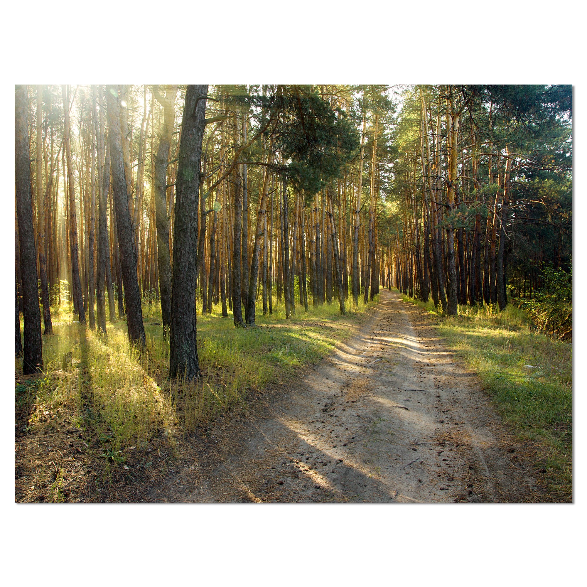 Designart - Road Through Green Pine Forest