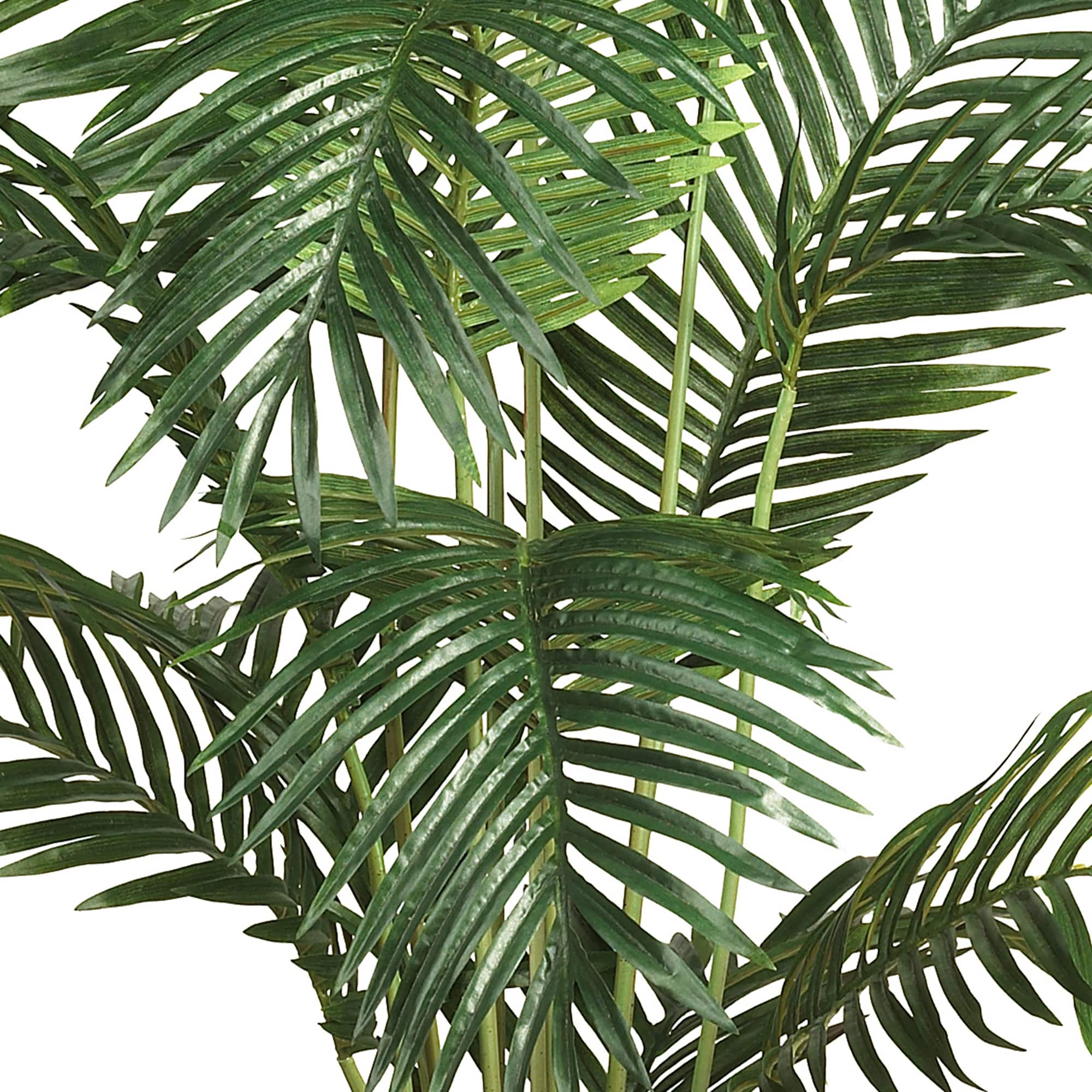 6ft. Potted Paradise Palm