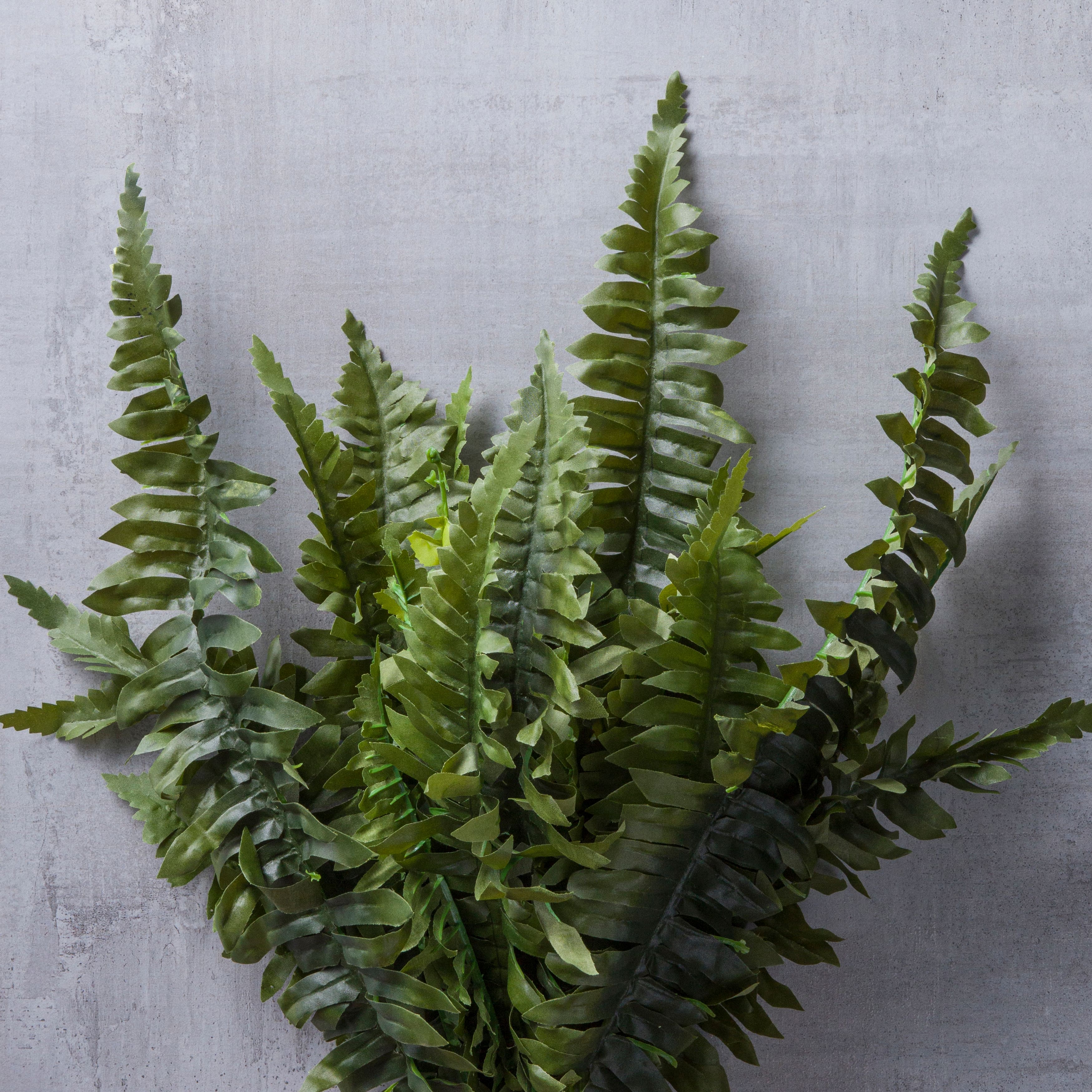 16 Pack: Boston Fern Bush by Ashland®