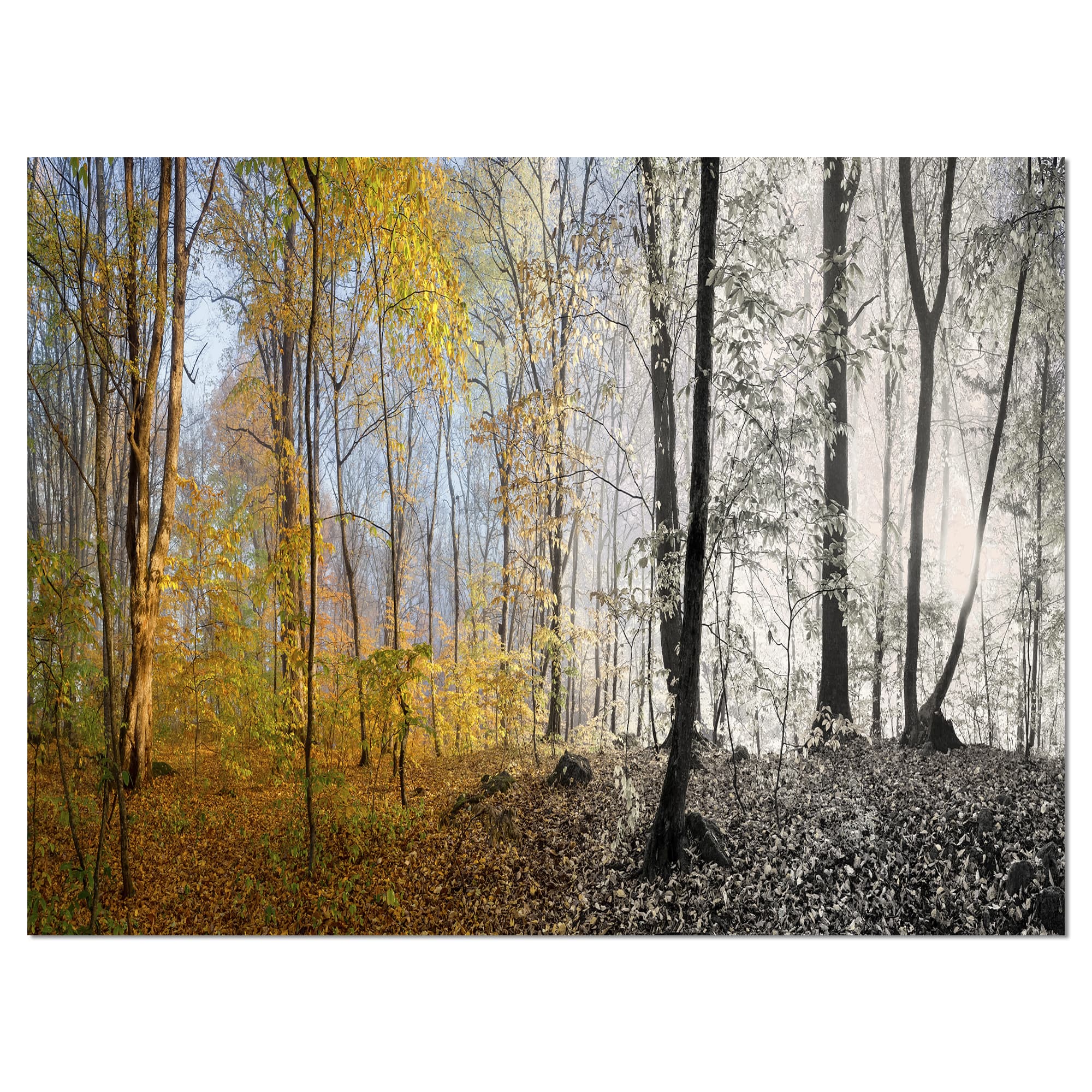 Designart - Yellow Morning in Forest Panorama