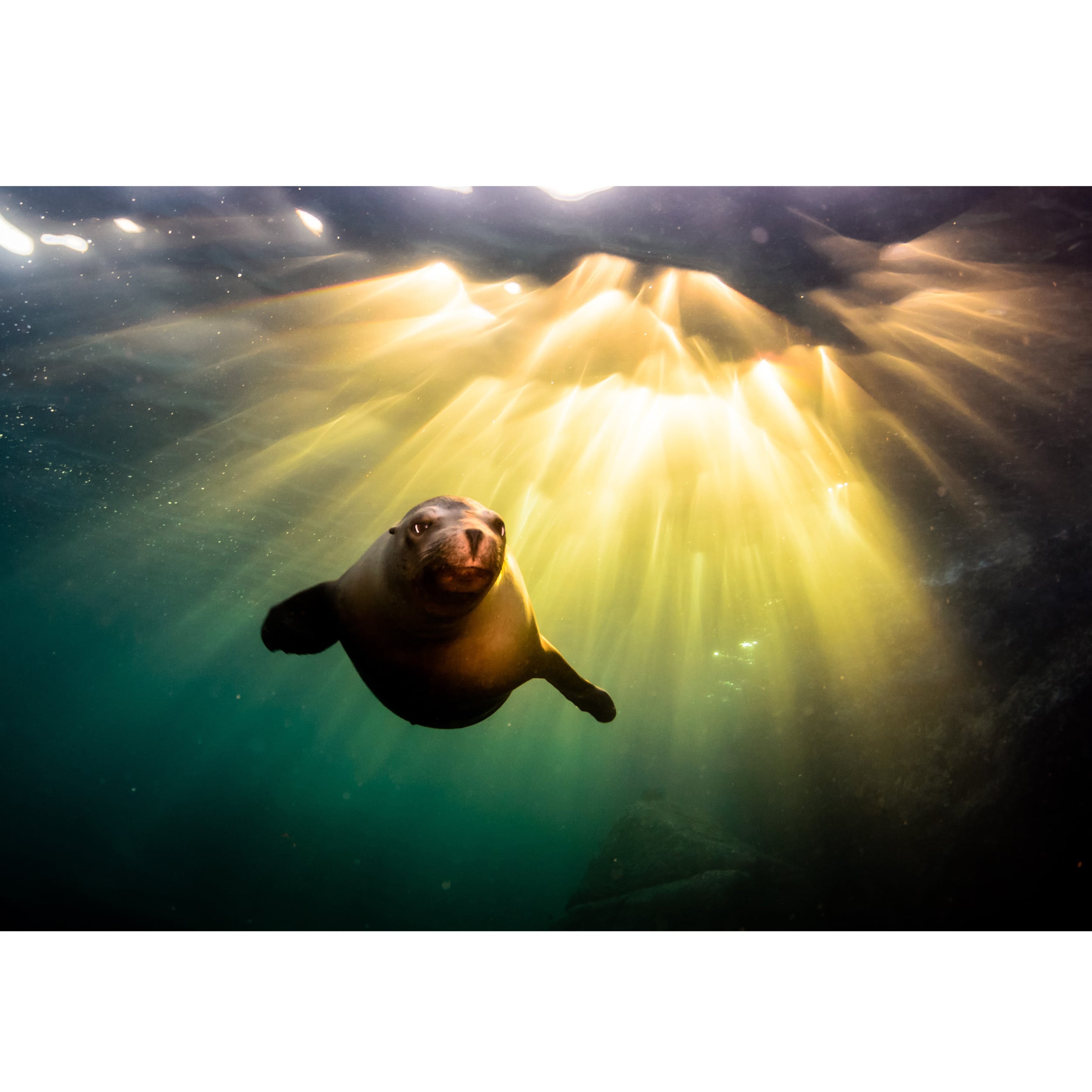 Sparkly Selections Seal Underwater Diamond Painting Kit