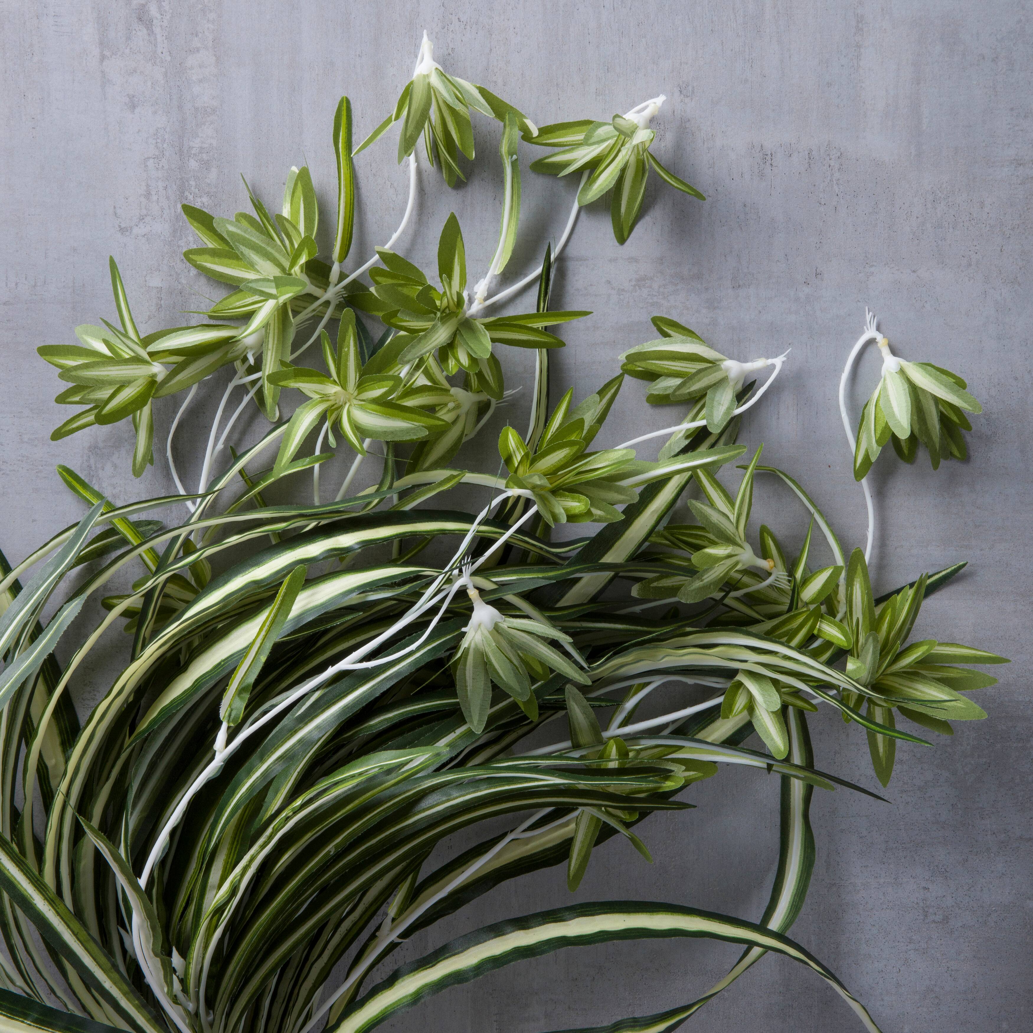 12 Pack: Light Green Variegated Spider Bush by Ashland®