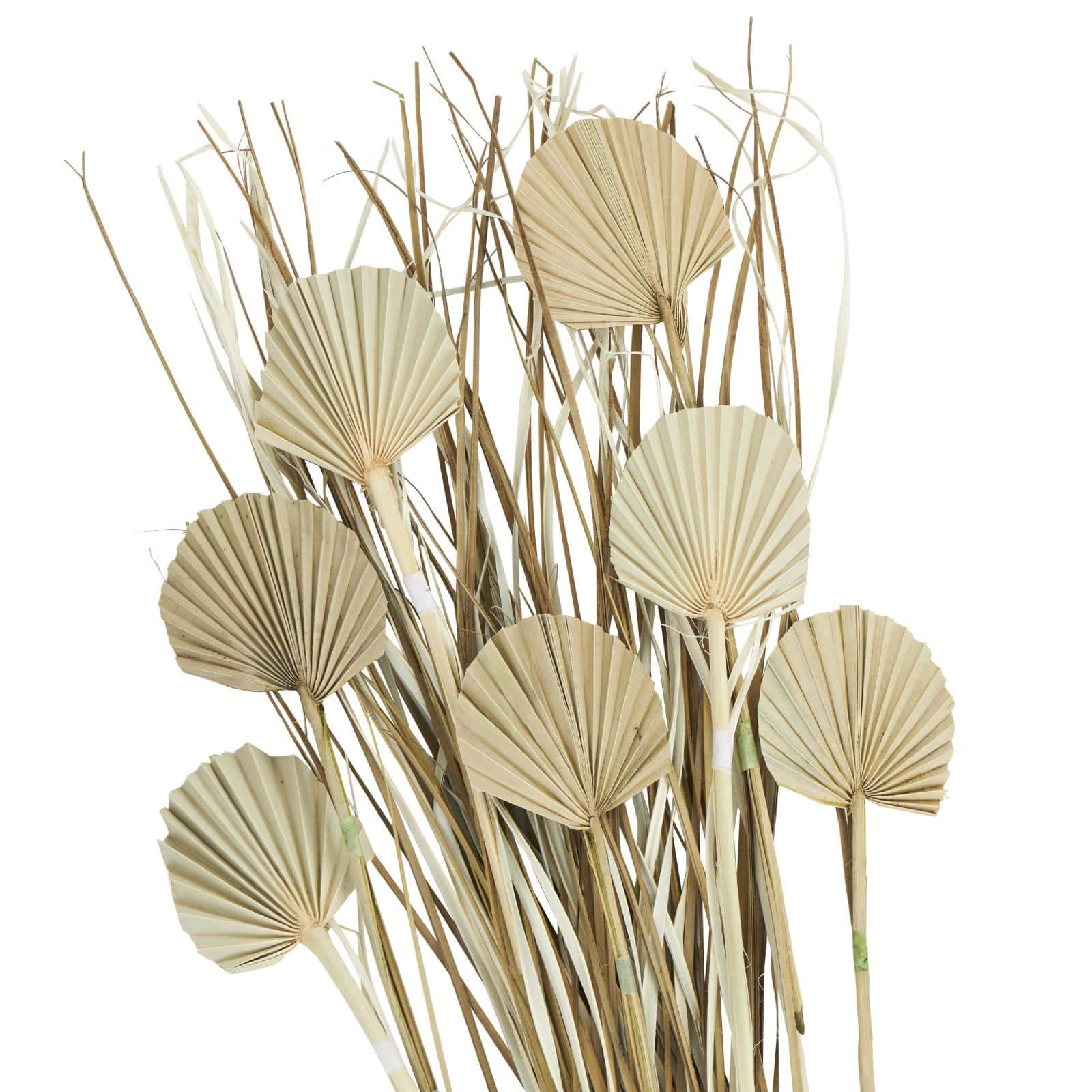 3ft. Brown Dried Plant Palm Leaf Natural Foliage with Grass