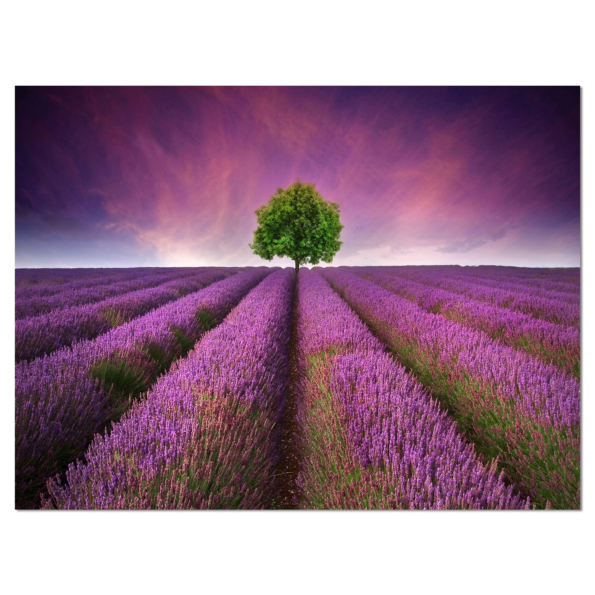 Designart - Lavender Field Sunset with Single Tree