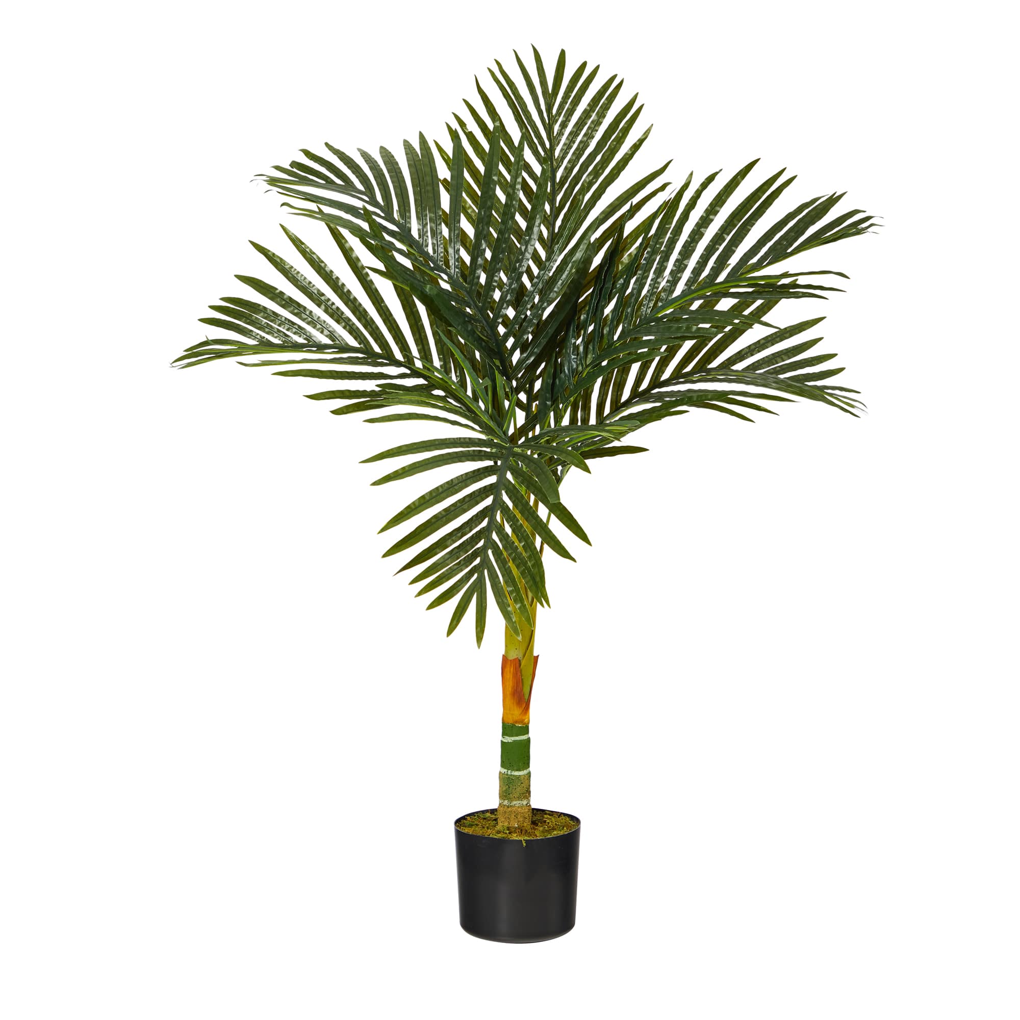 3ft. Potted Golden Cane Palm Tree