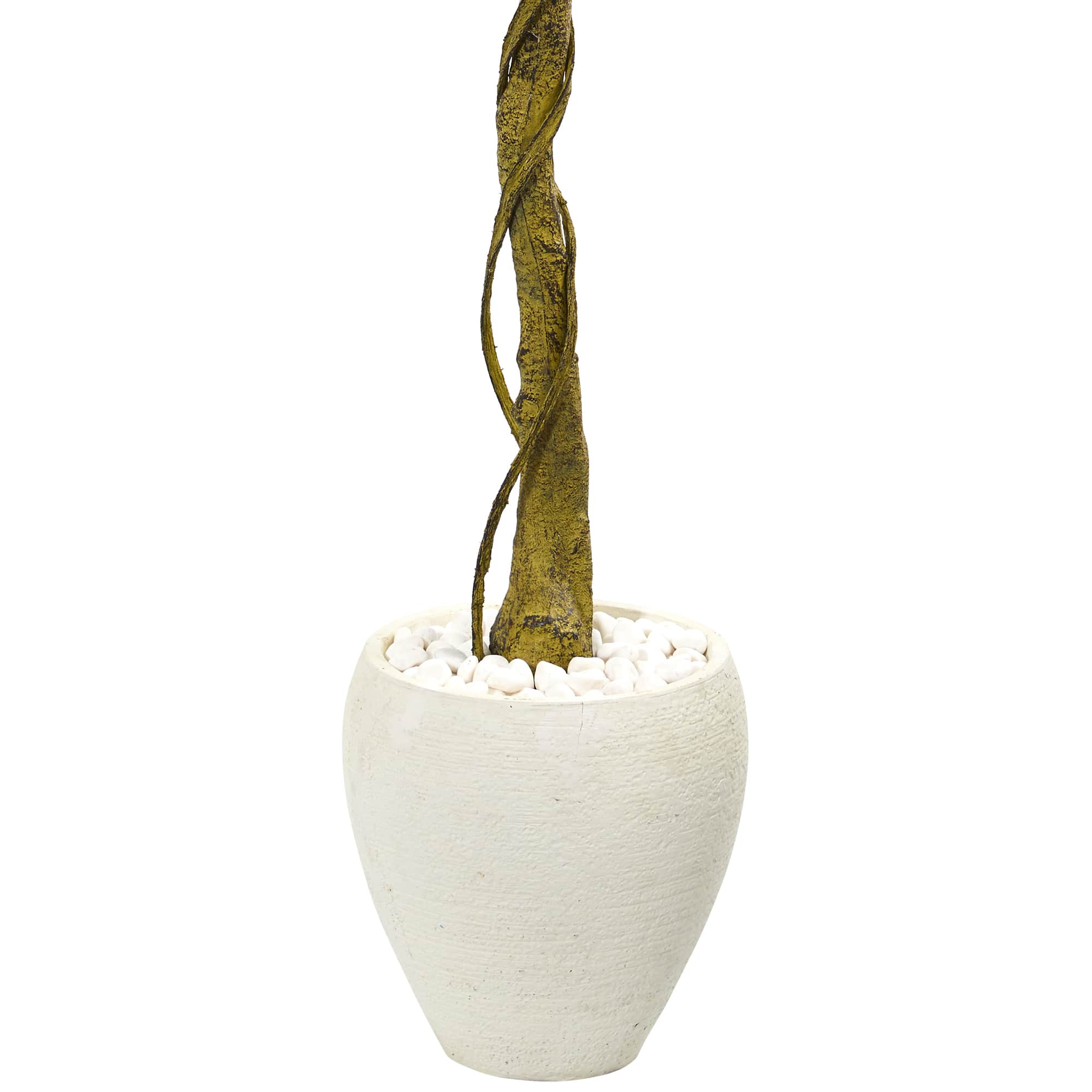 5.5ft. Ficus Tree in White Oval Planter