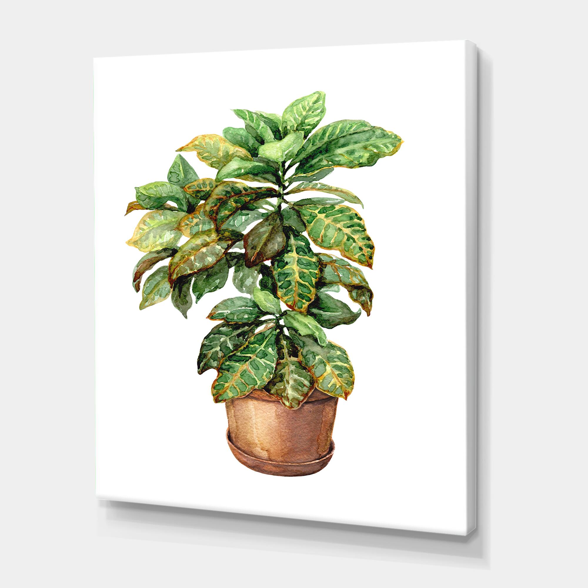 Designart - Croton In Clay Flowerpot