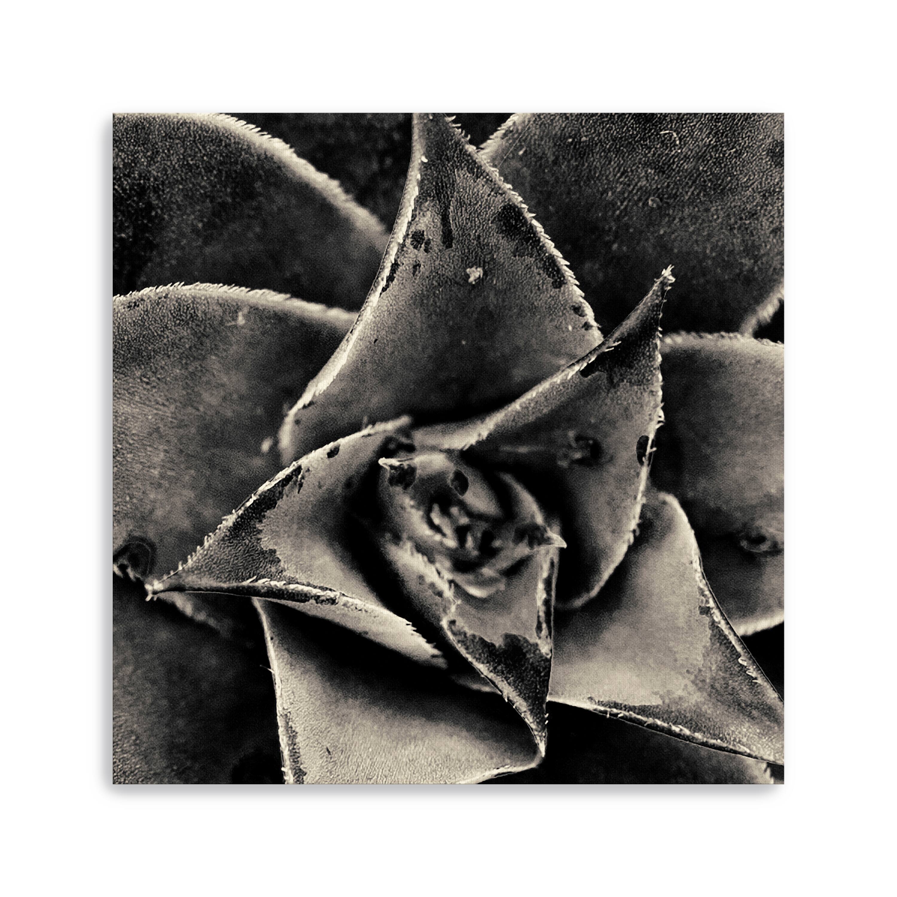 Lumaprints Seattle Succulents Giclée Canvas