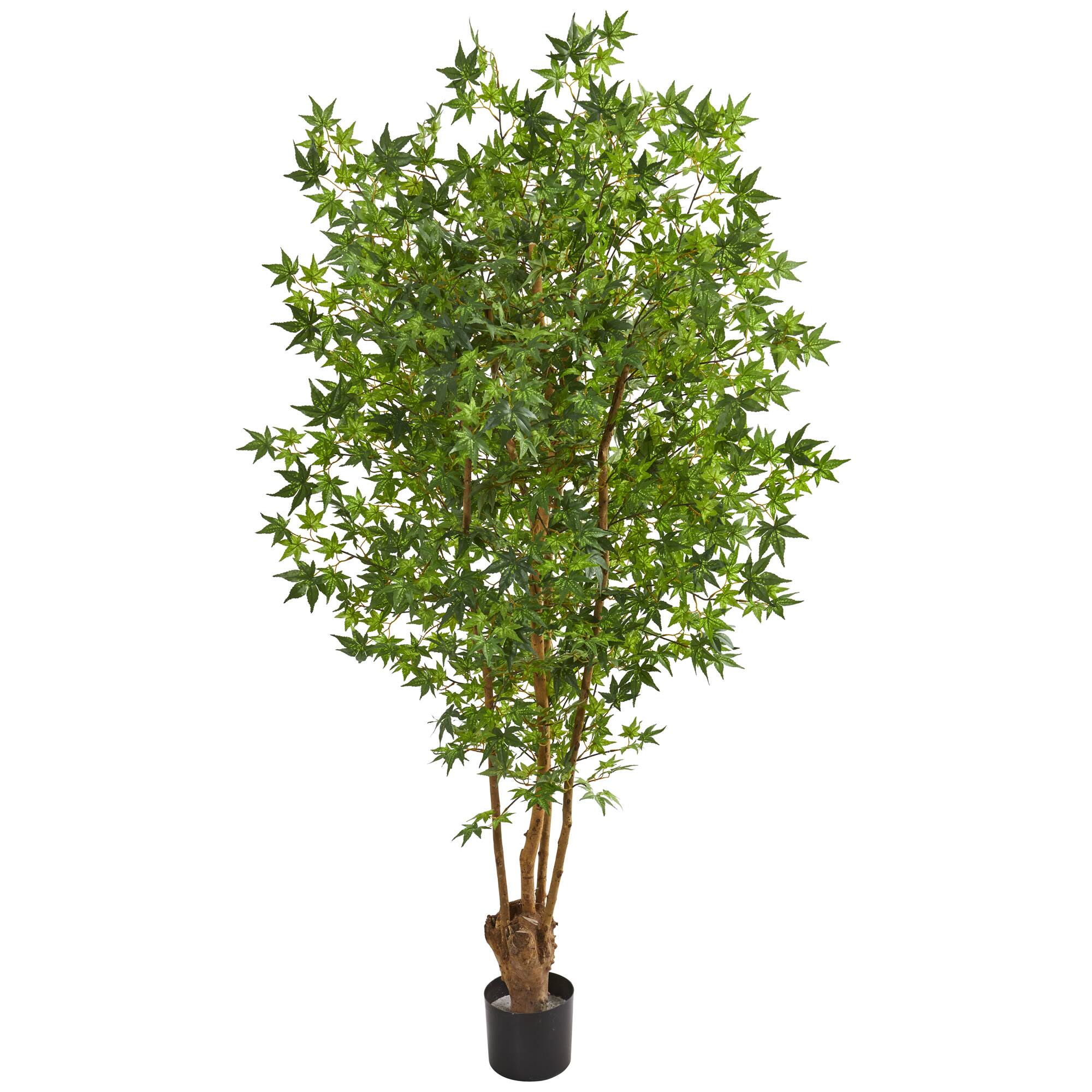 6ft. Potted Maple Tree