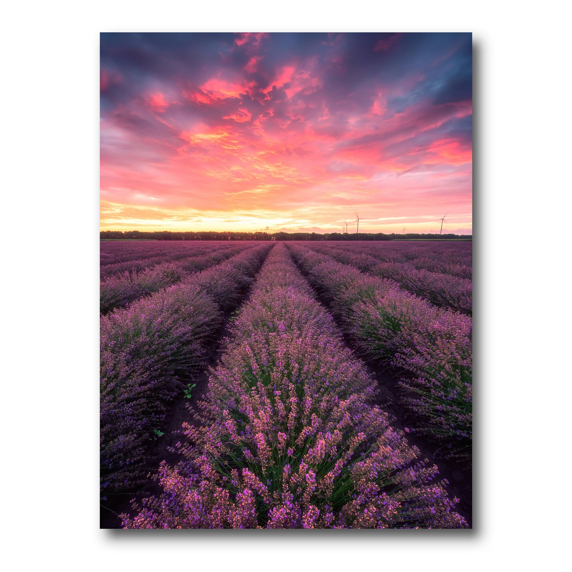 Designart - Sunrise & Dramatic Clouds Over Lavender Field XIV - Farmhouse Canvas Wall Art Print