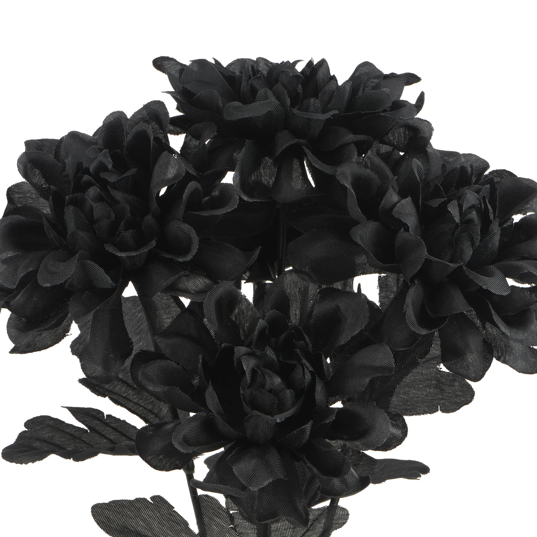 12" Black Dahlia Bush by Ashland®
