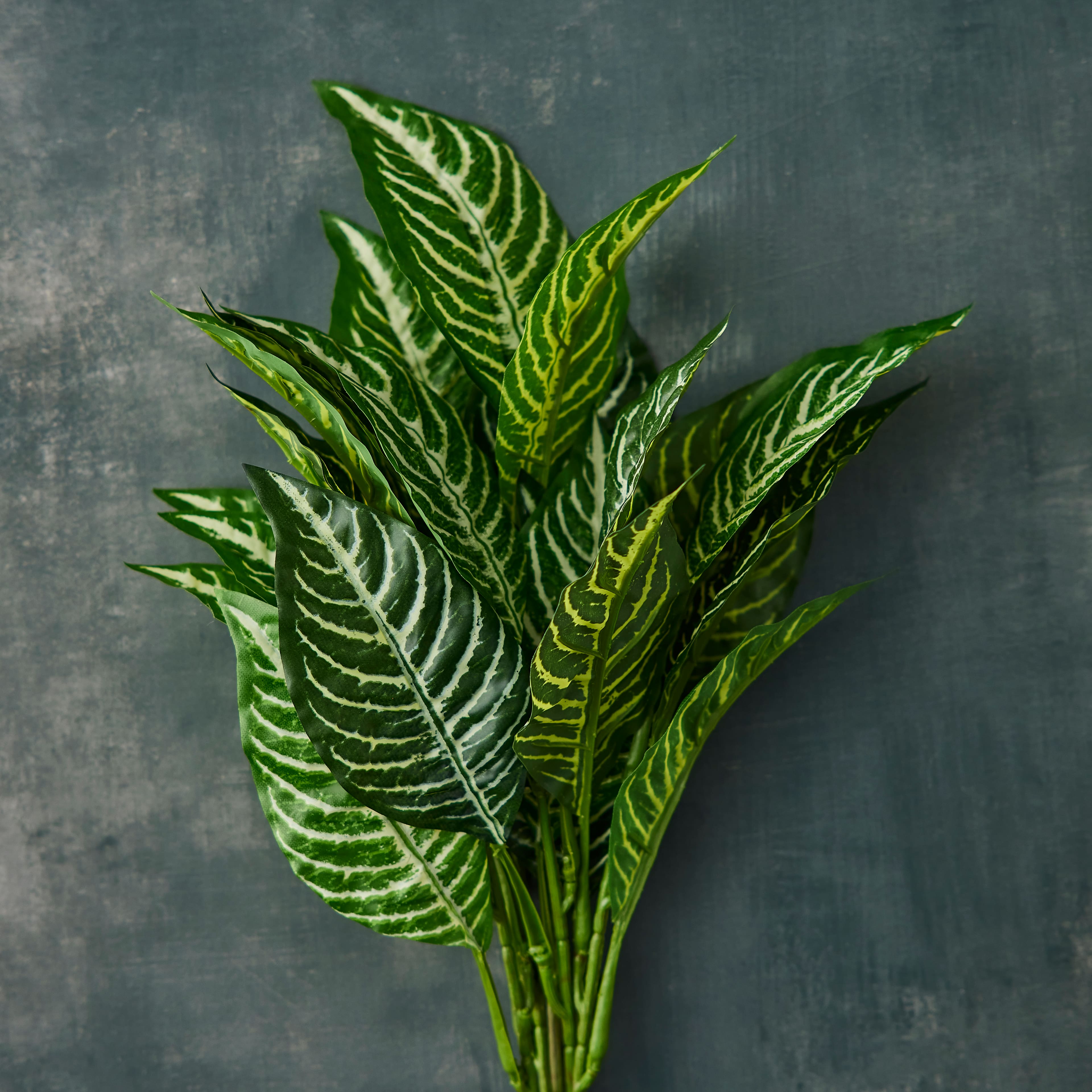 12 Pack: Green Zebra Bush by Ashland®