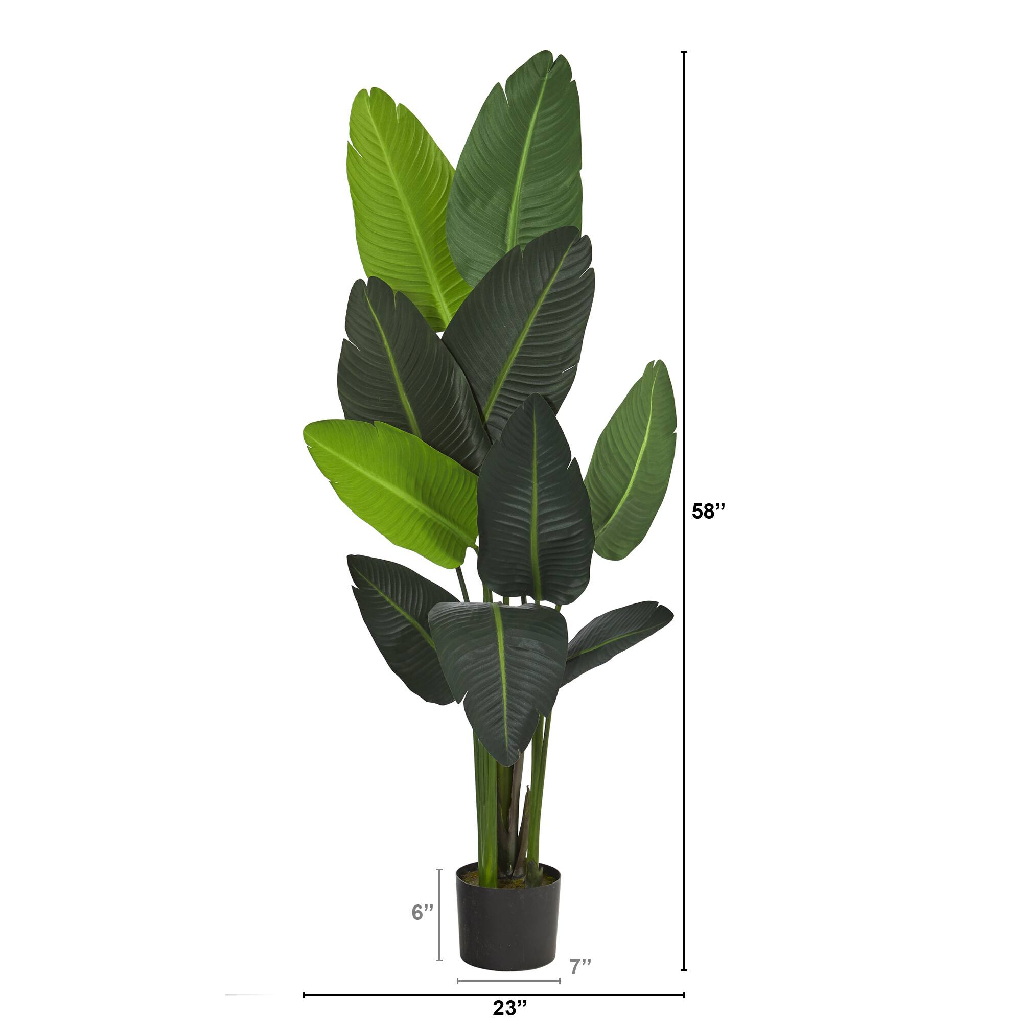 4.8ft. Potted Traveler's Palm Tree