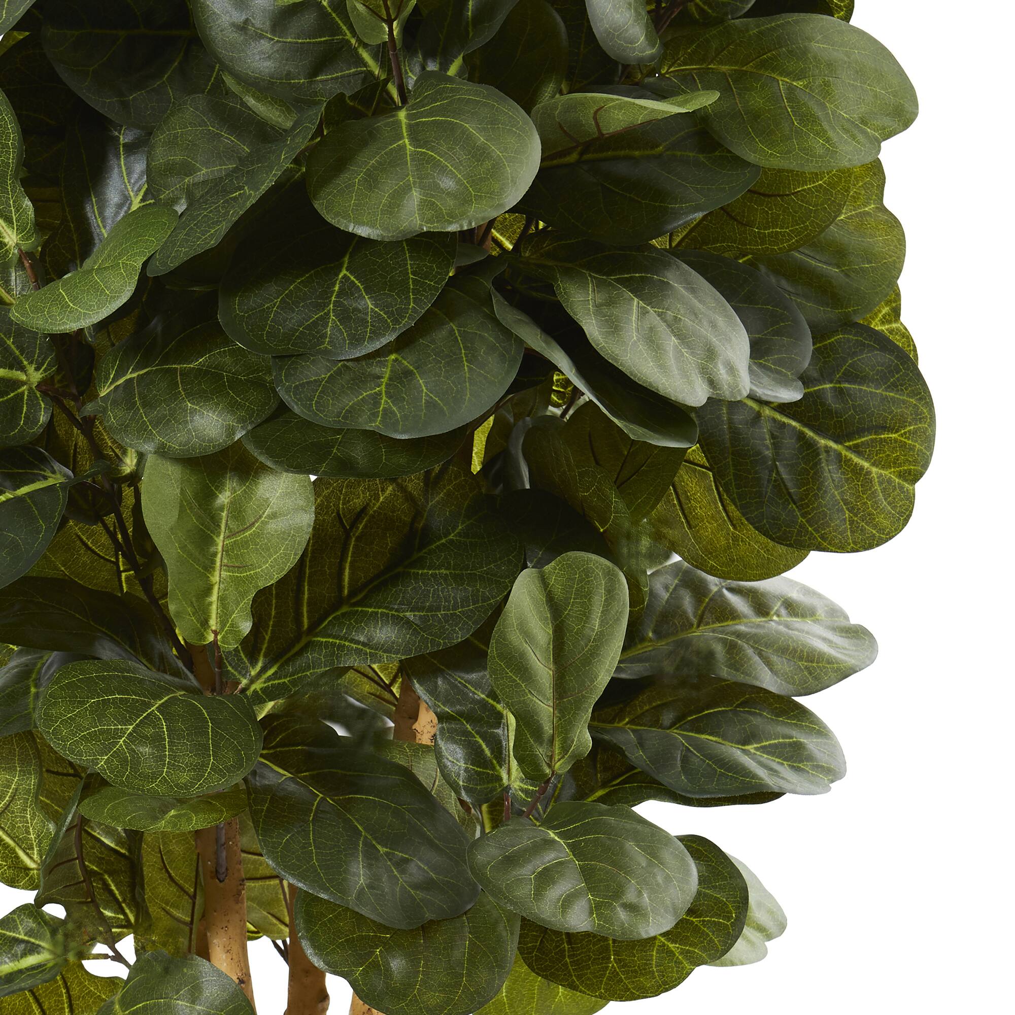 5ft. Potted Fiddle Leaf Fig Tree