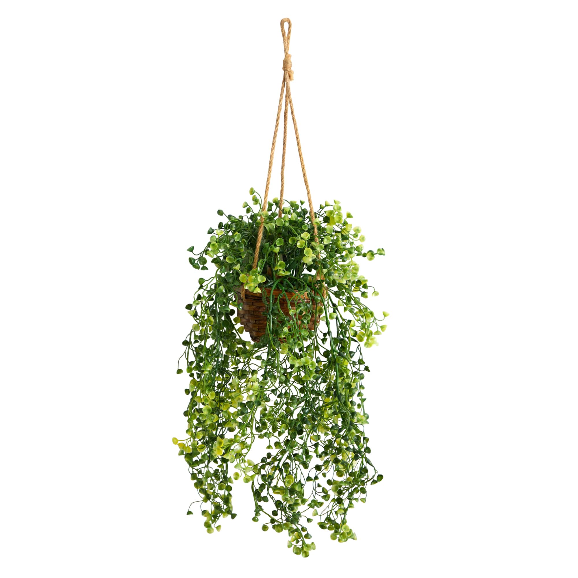 20" Baby's Tear Plant in Hanging Basket