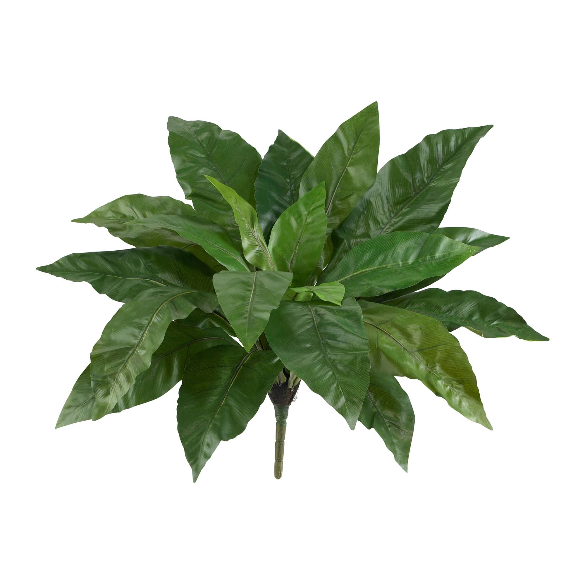22" Bird's Nest Fern Plant, 3ct.