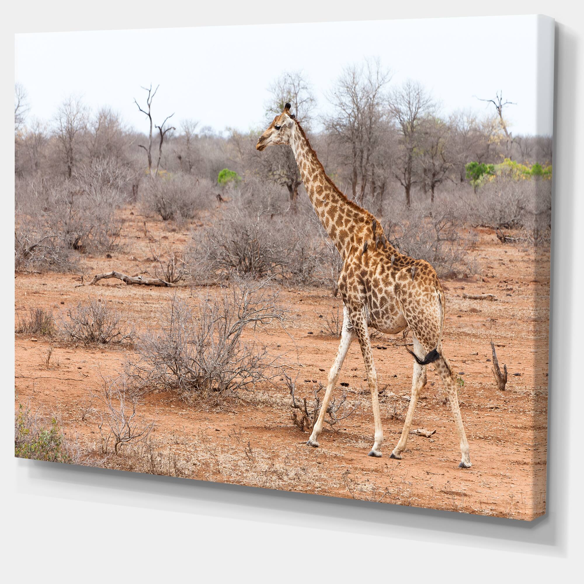 Designart - Giraffe Walking through African Forest - Animal Canvas Art Print
