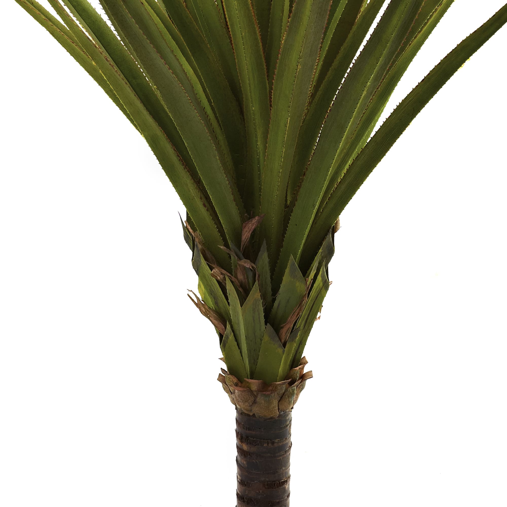 5ft. Potted Spiked Agave Tree