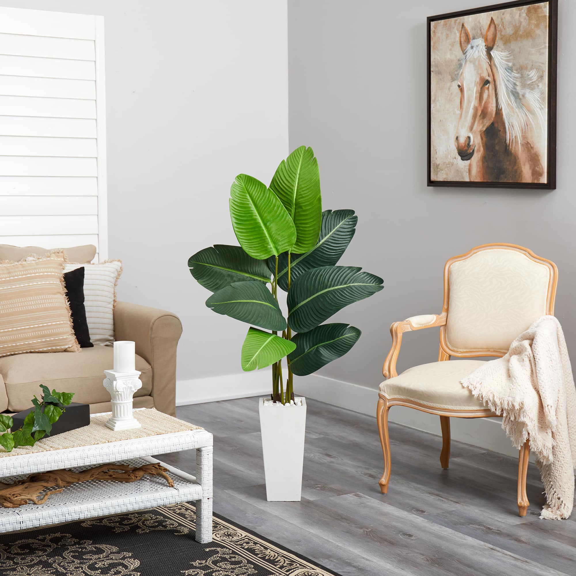 4.5ft. Travelers Palm Tree in White Planter