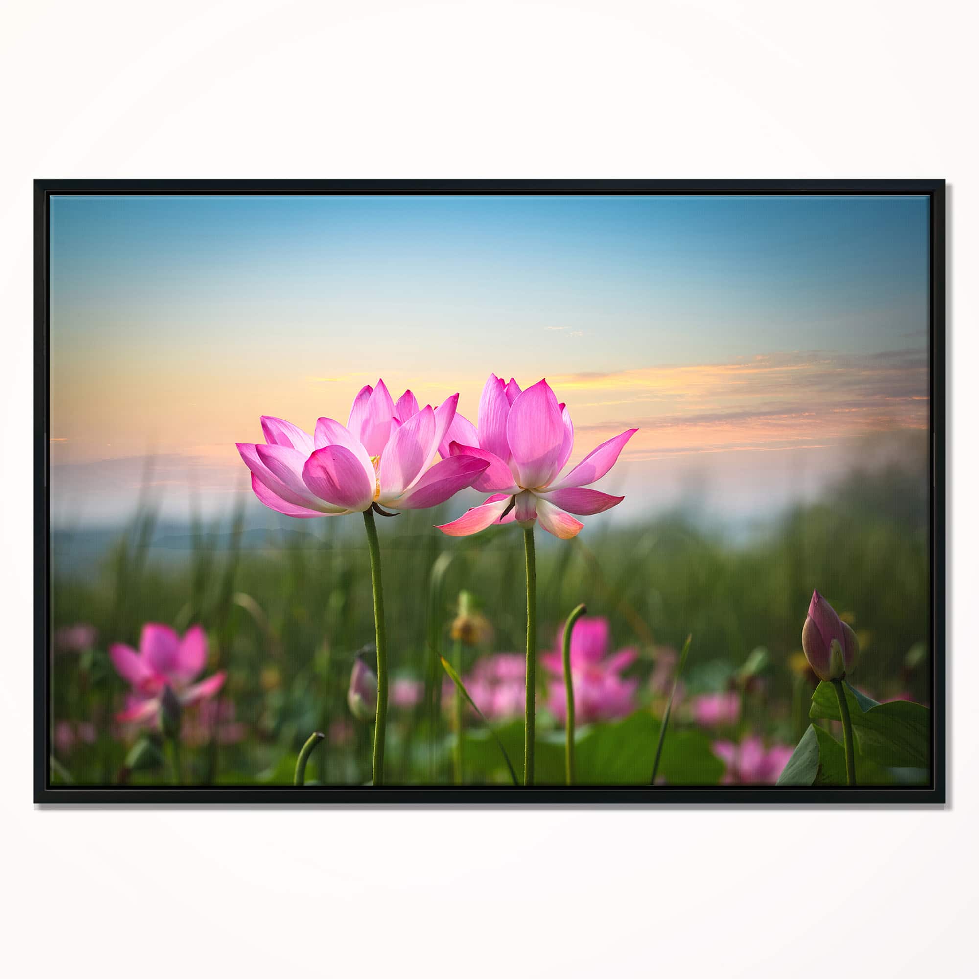 Designart - Blooming Lotus Flowers at Sunset - Floral Photo Framed Canvas Print