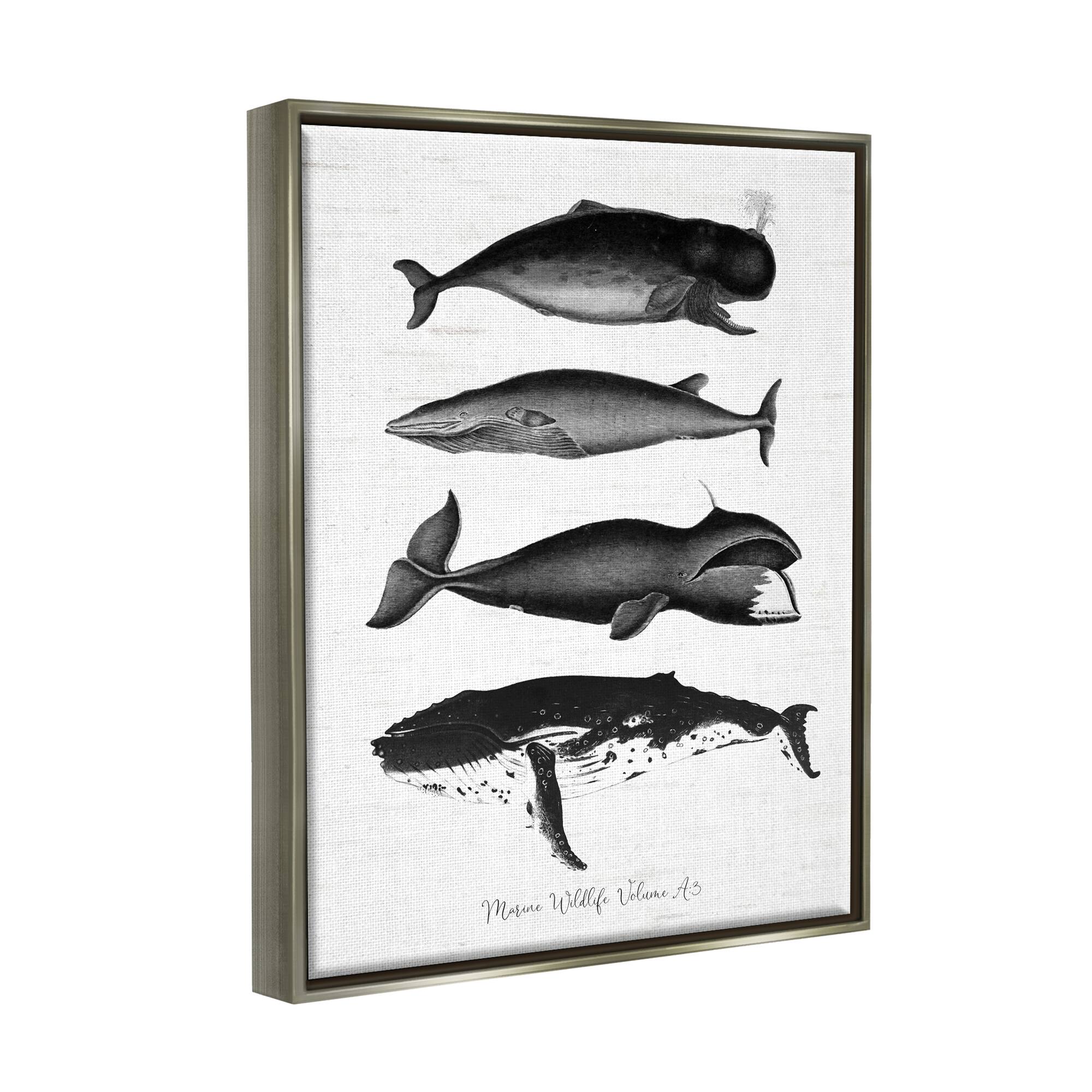 Stupell Industries Marine Wildlife Whales Drawings Diagram Framed Floater Canvas Wall Art