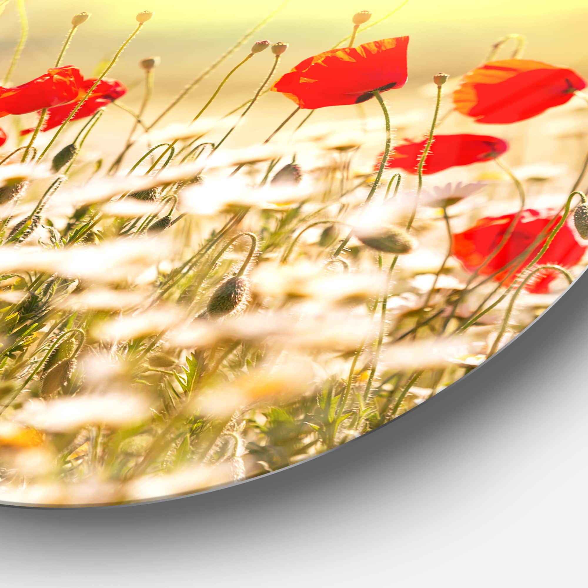 Designart - Wild Meadow with Poppy Flowers' Floral Oversized Circle Metal Artwork
