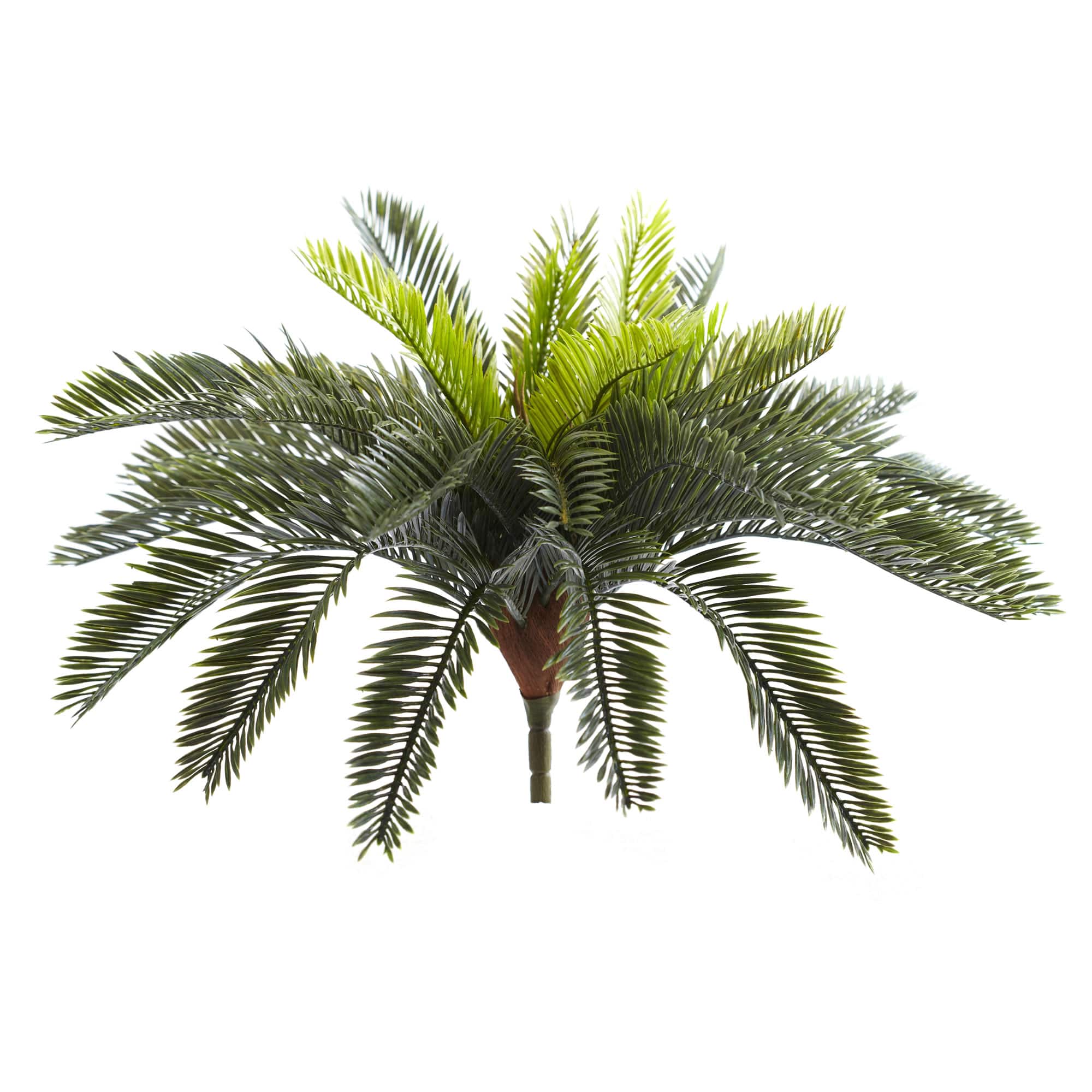 Green Cycas Pick, 2ct.