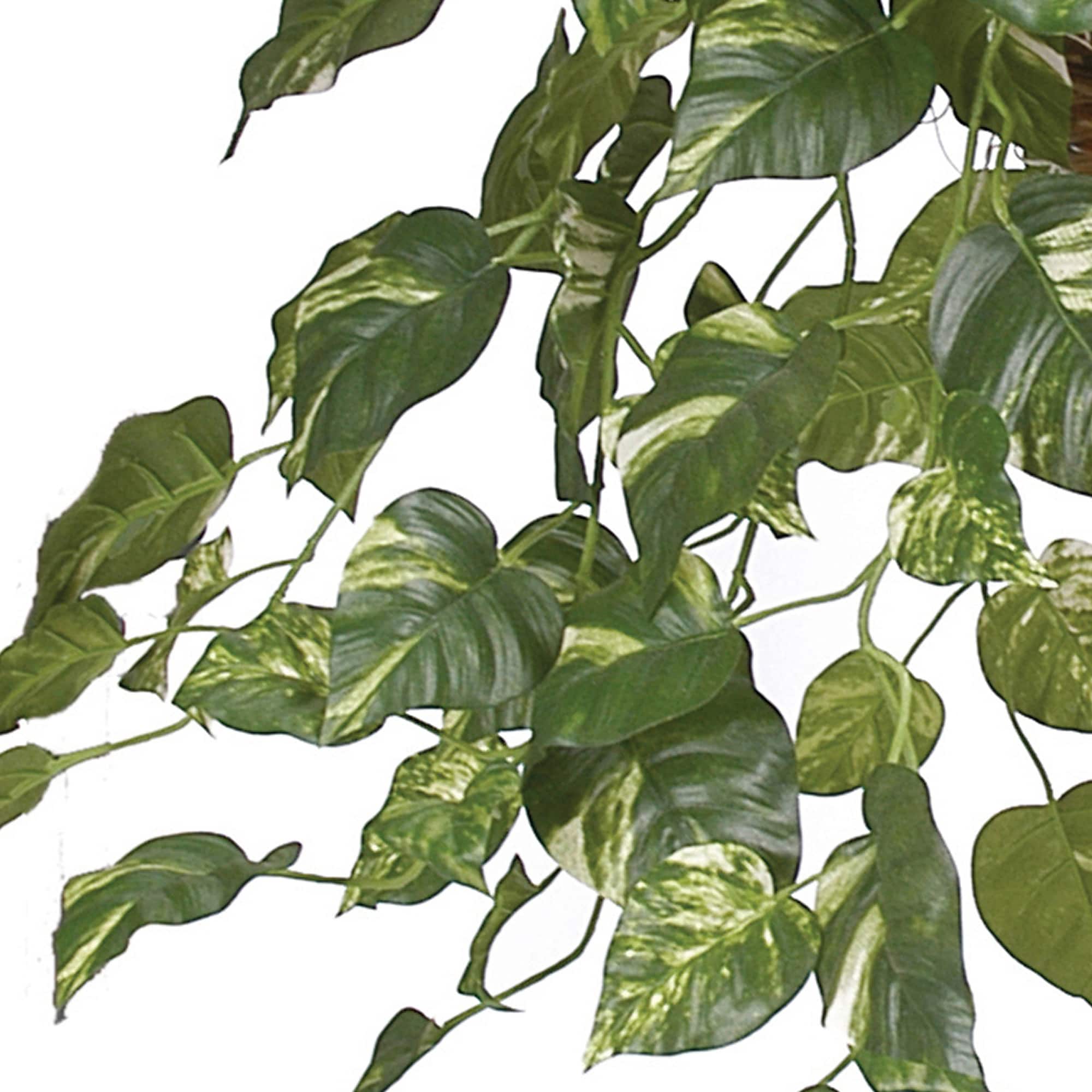 2ft. Pothos In Hanging Basket