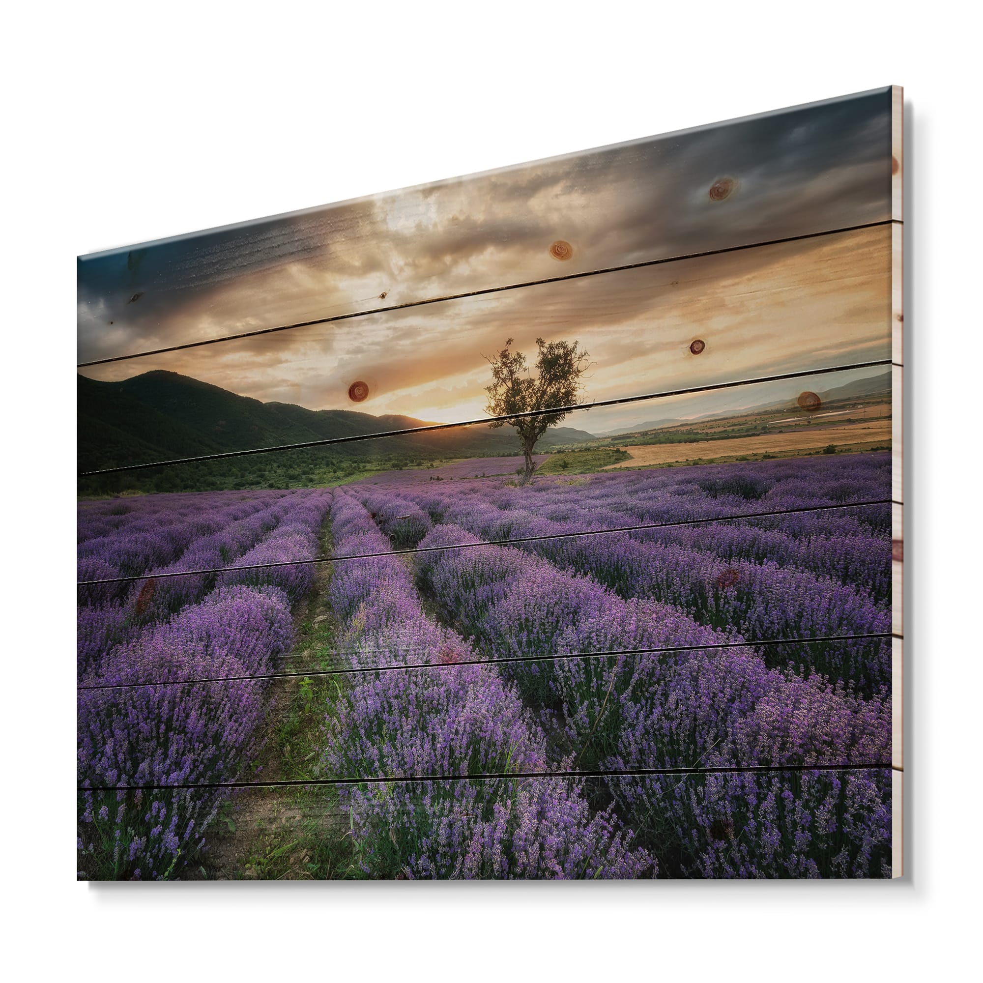 Designart - Sunrise & Dramatic Clouds Over Lavender Field VII - Farmhouse Print on Natural Pine Wood