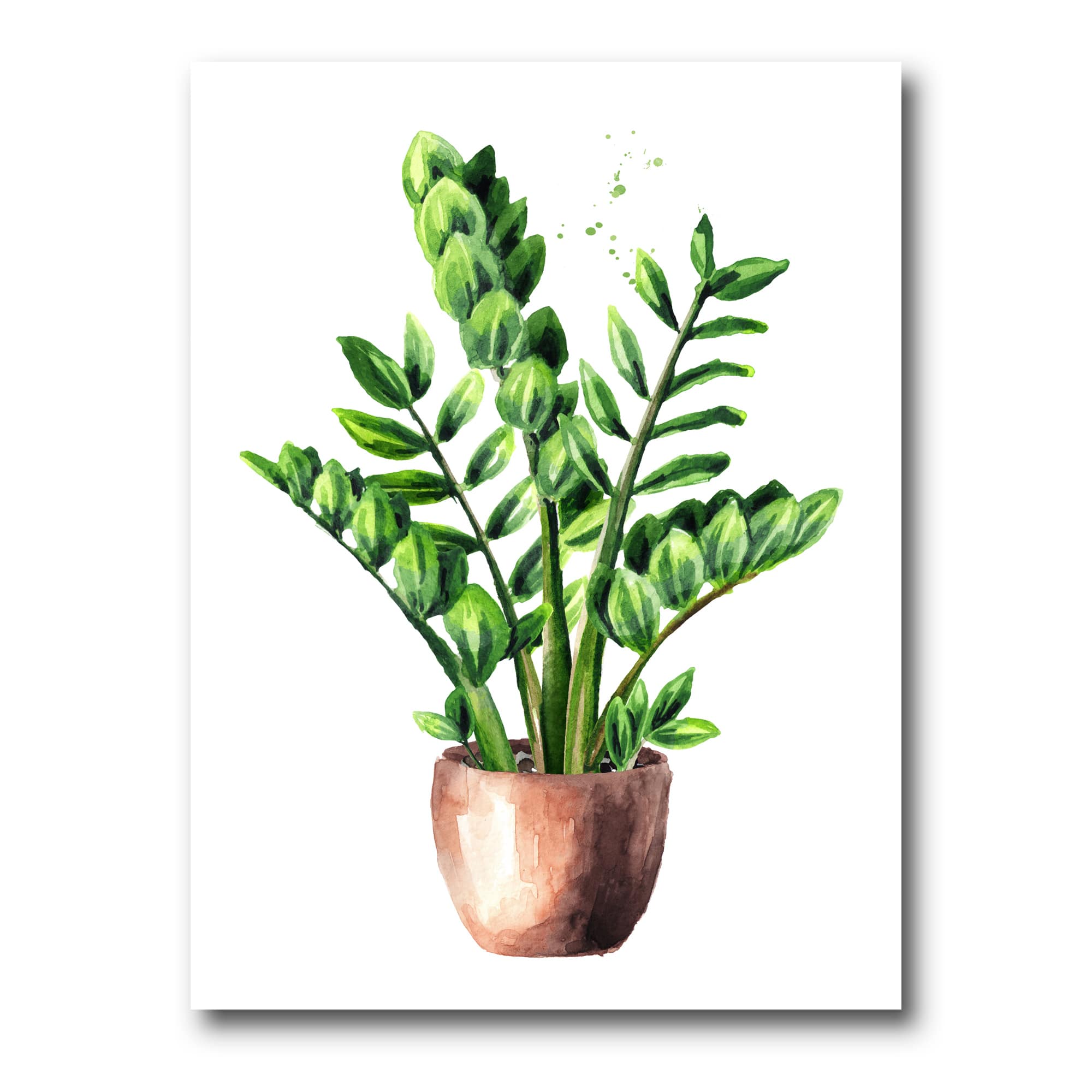 Designart - Zamioculcas Tropical Plant With Green Leaves - Traditional Canvas Wall Art Print
