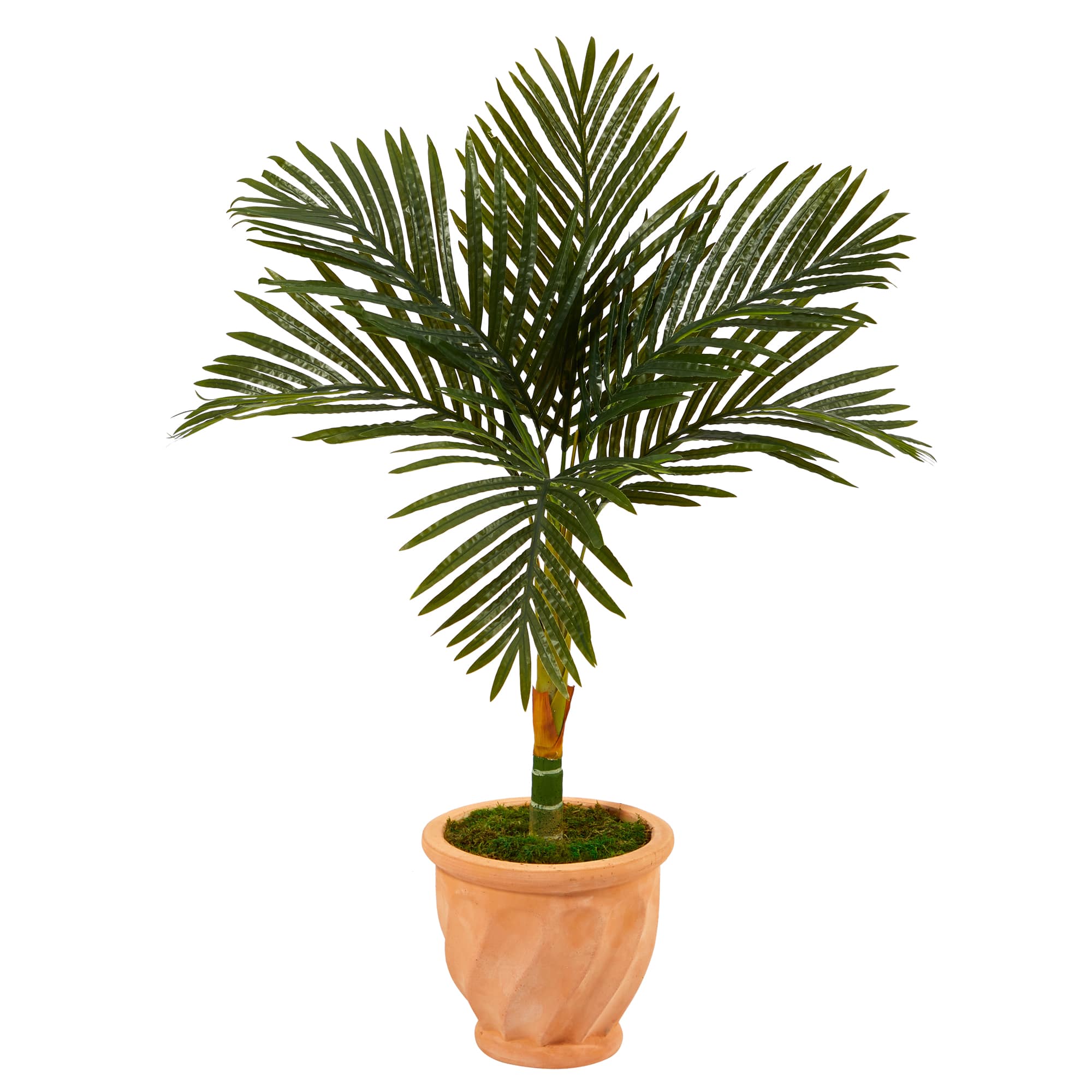 3.5ft. Golden Cane Palm Tree in Terra-Cotta Planter