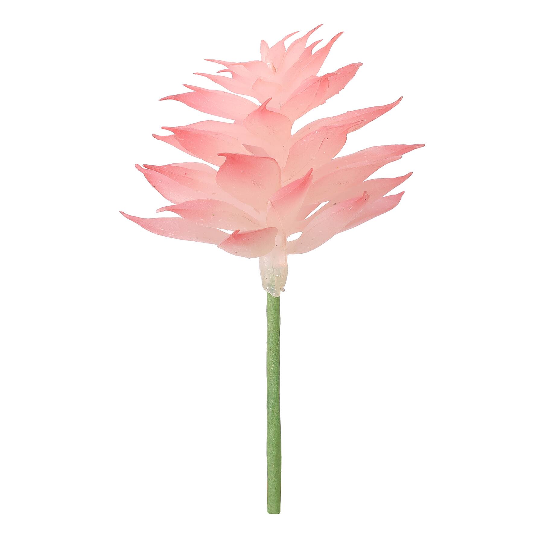 Succulent Mix by Ashland®