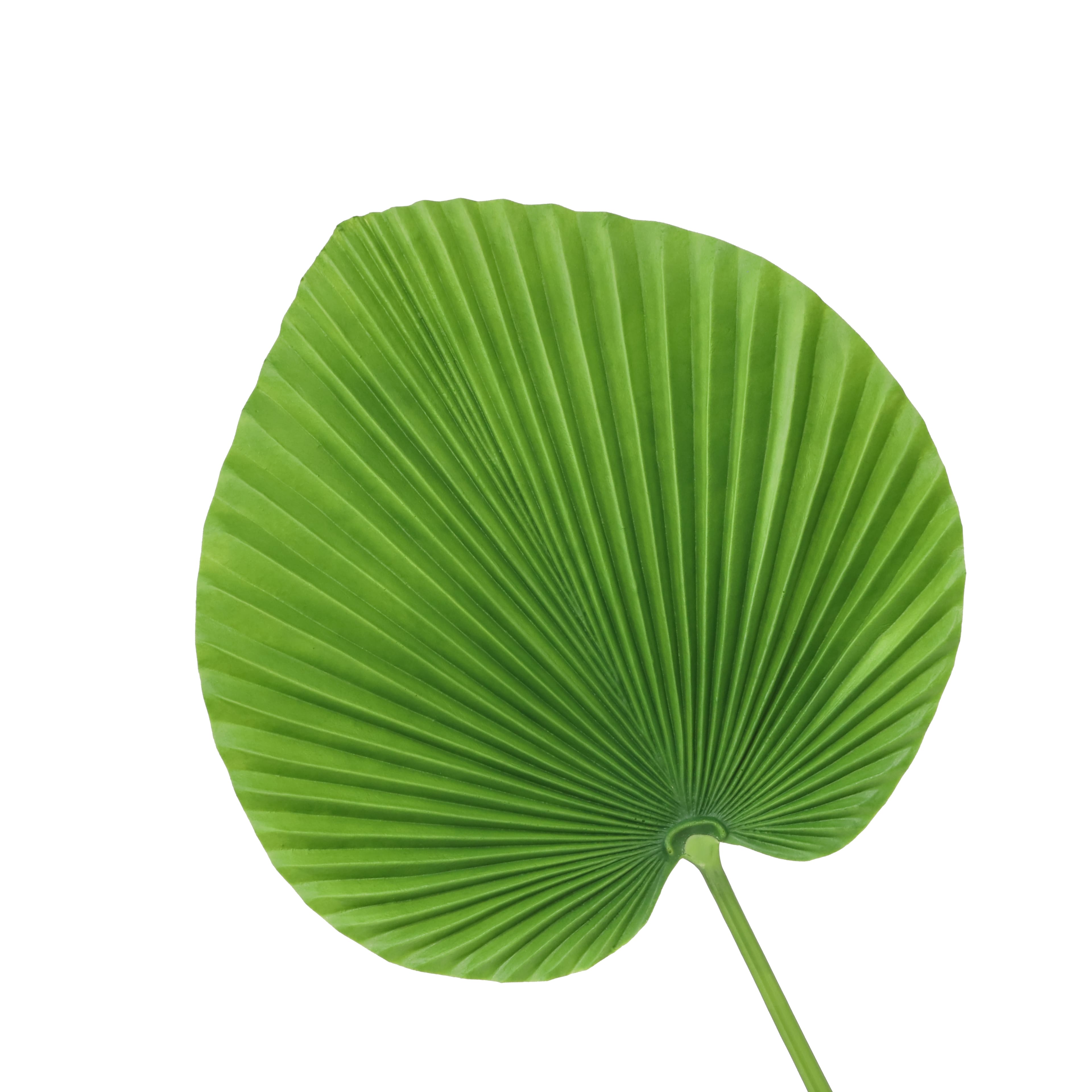 31" Green Palm Stem by Ashland®