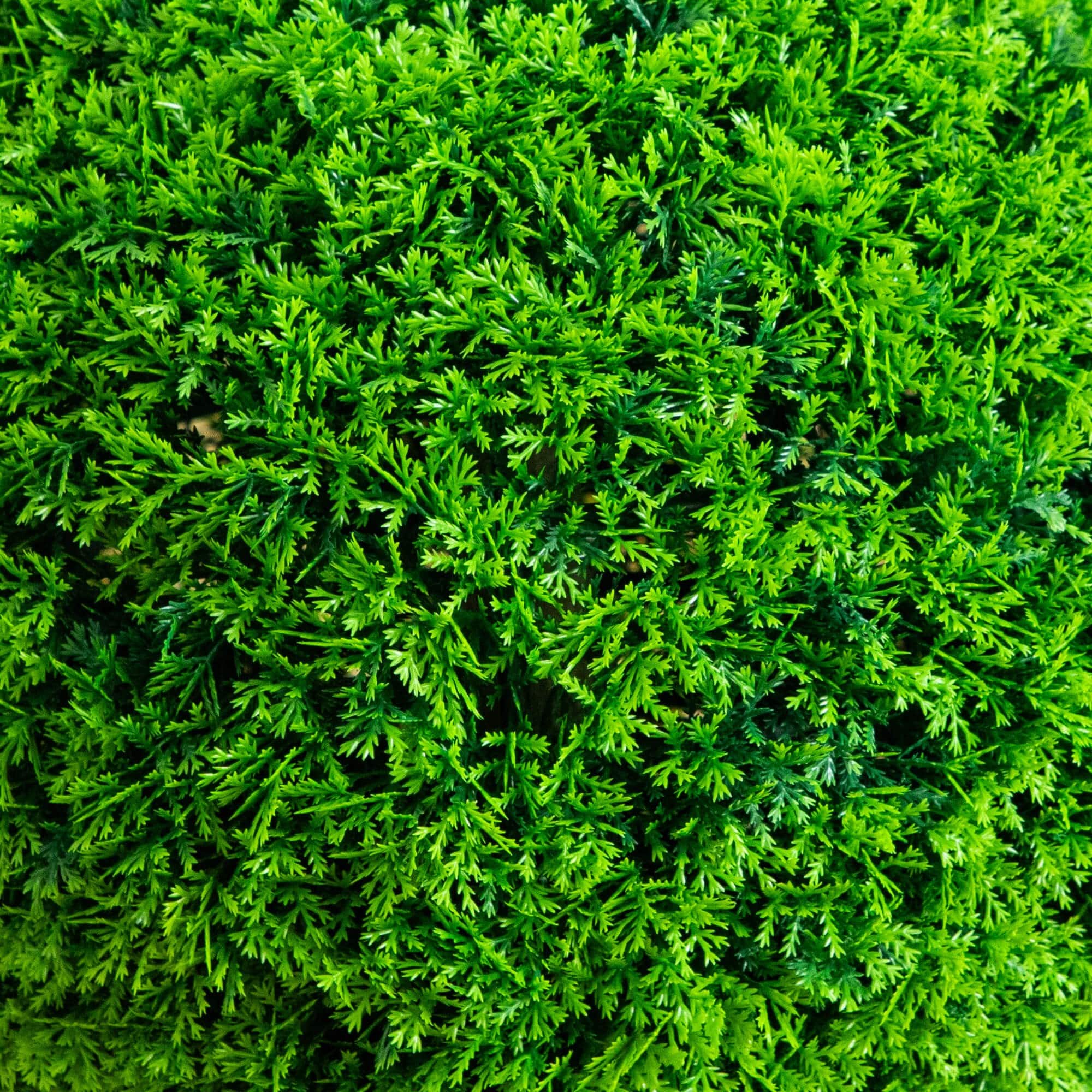 16in. UV Resistant Artificial Mediterranean Cypress Topiary Plant (Indoor/Outdoor)