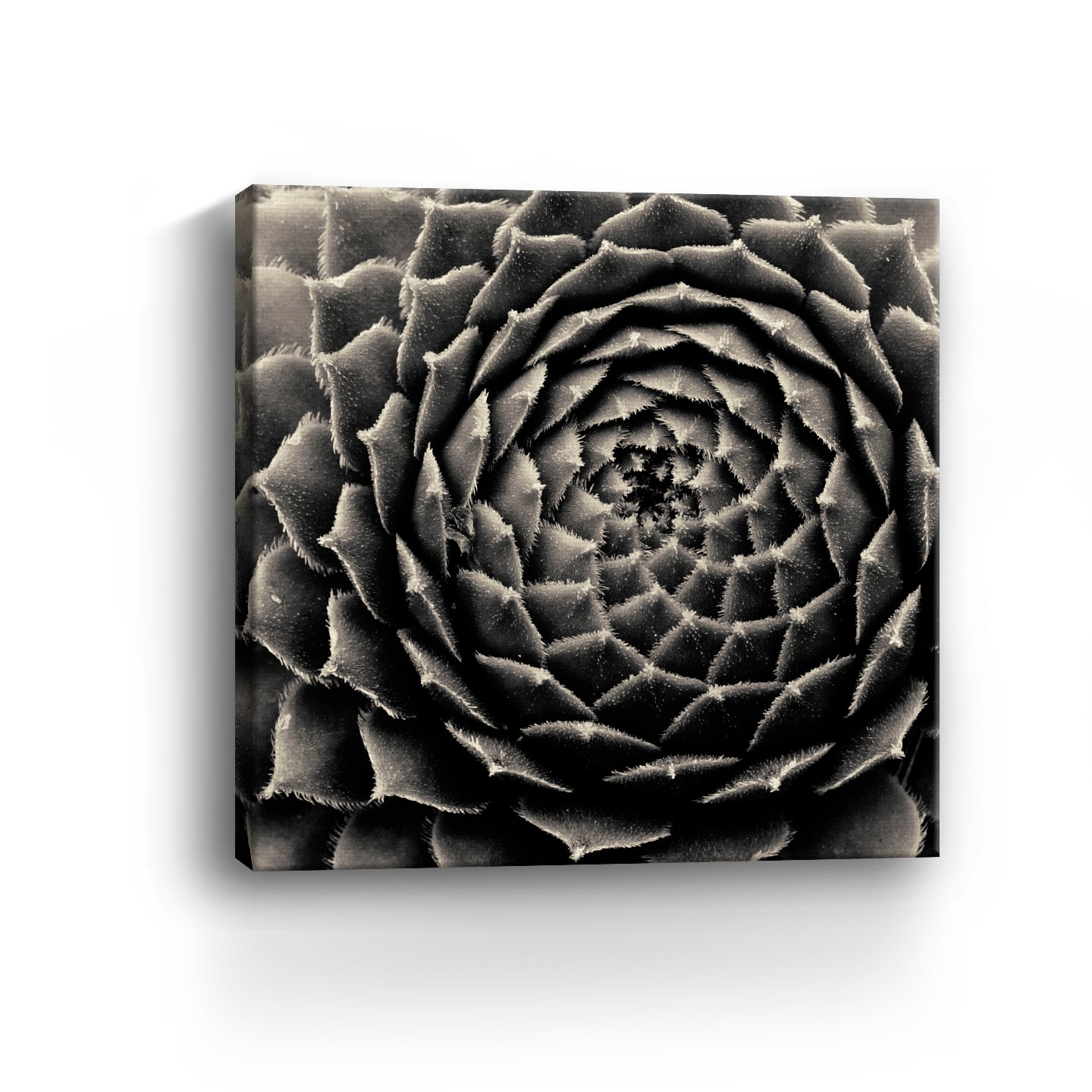Lumaprints Succulent Giclée Canvas