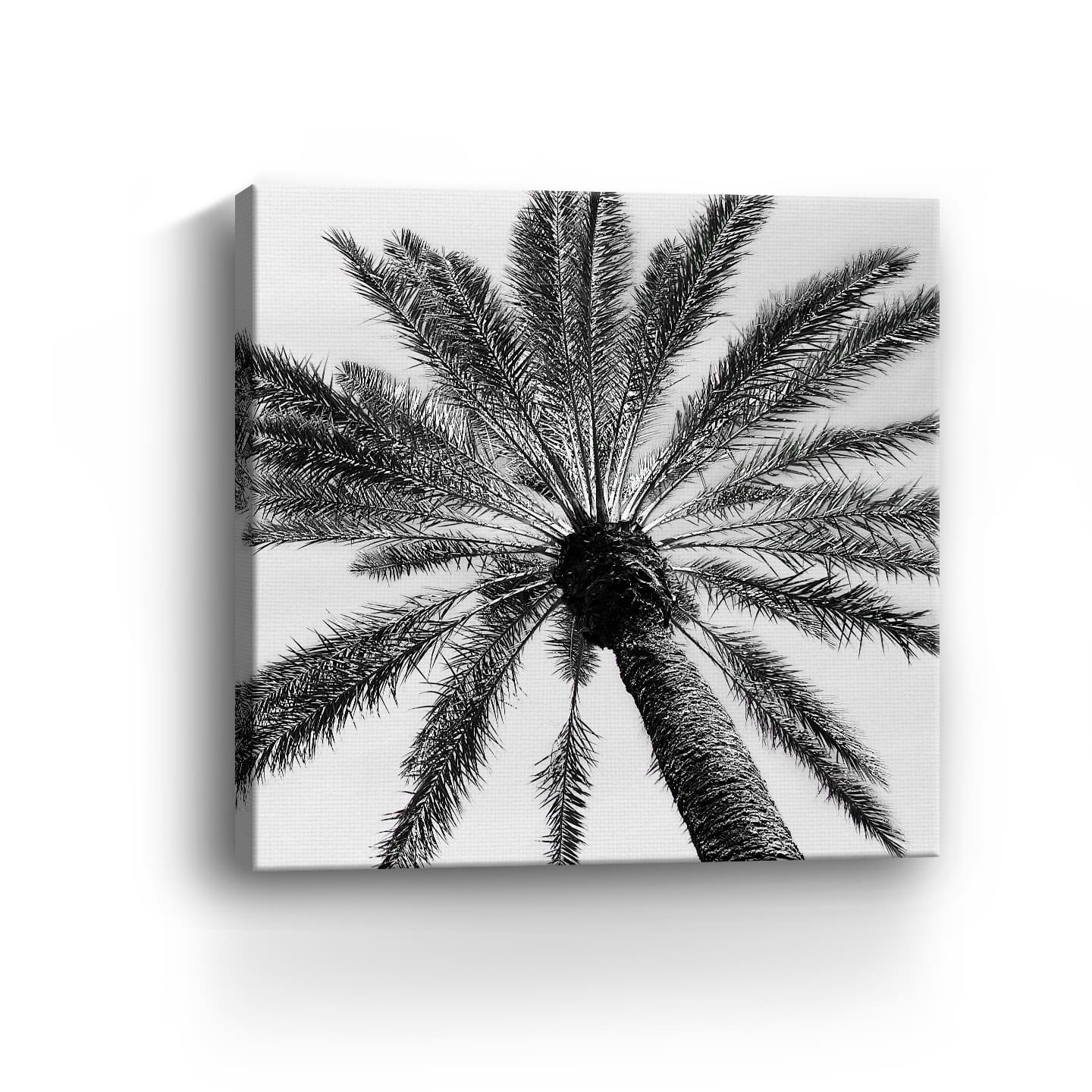 Skyward Palm Canvas Giclee
