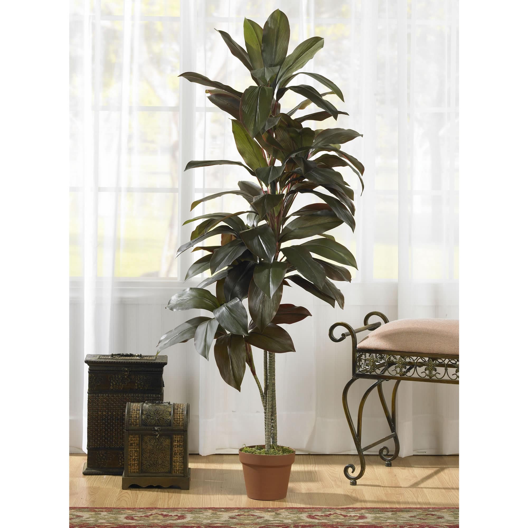 5ft. Potted Cordyline Plant