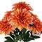 19" Dahlia Bush by Ashland®