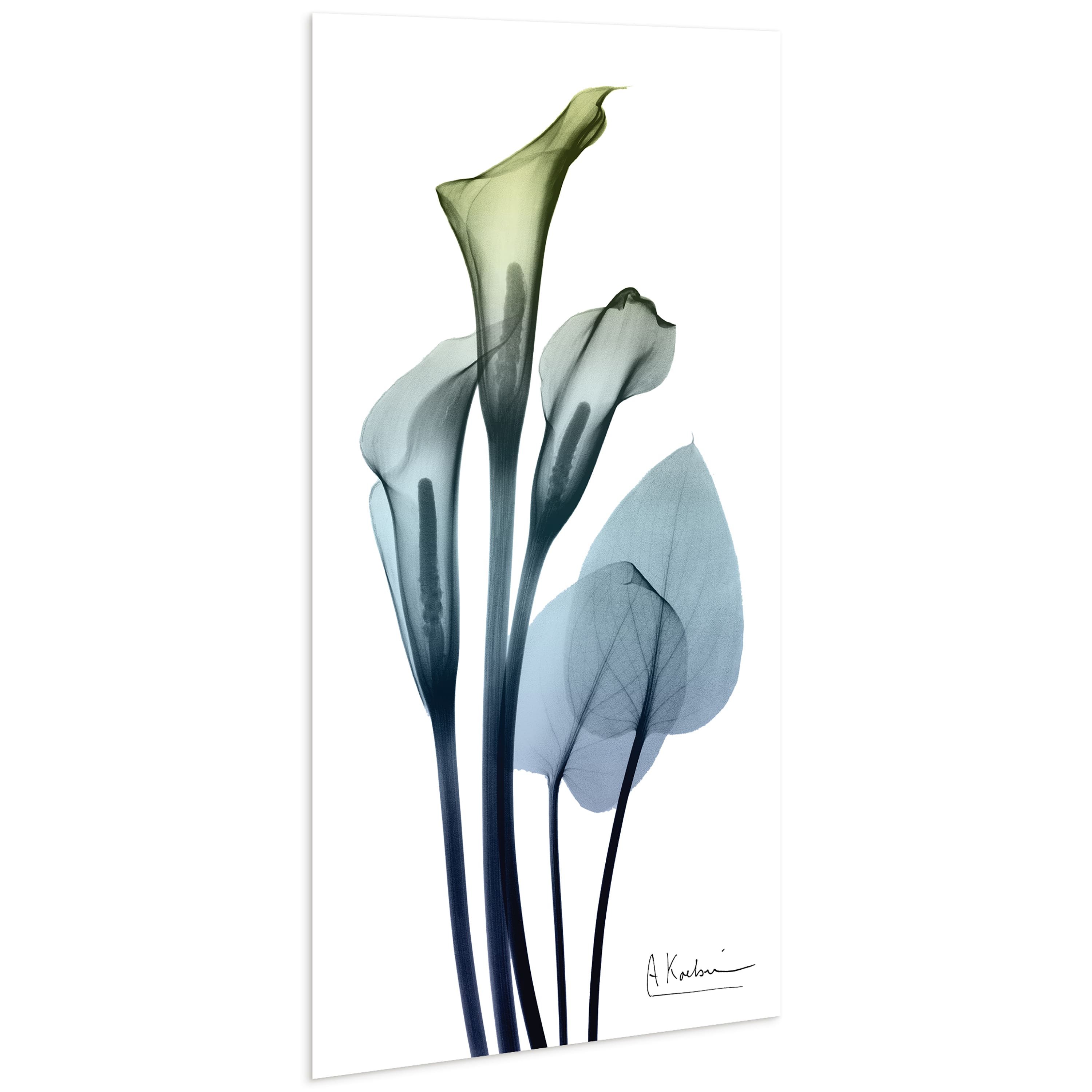 Empire Art Direct 24" x 48" Calla Lily Free Floating Tempered Glass Wall Art