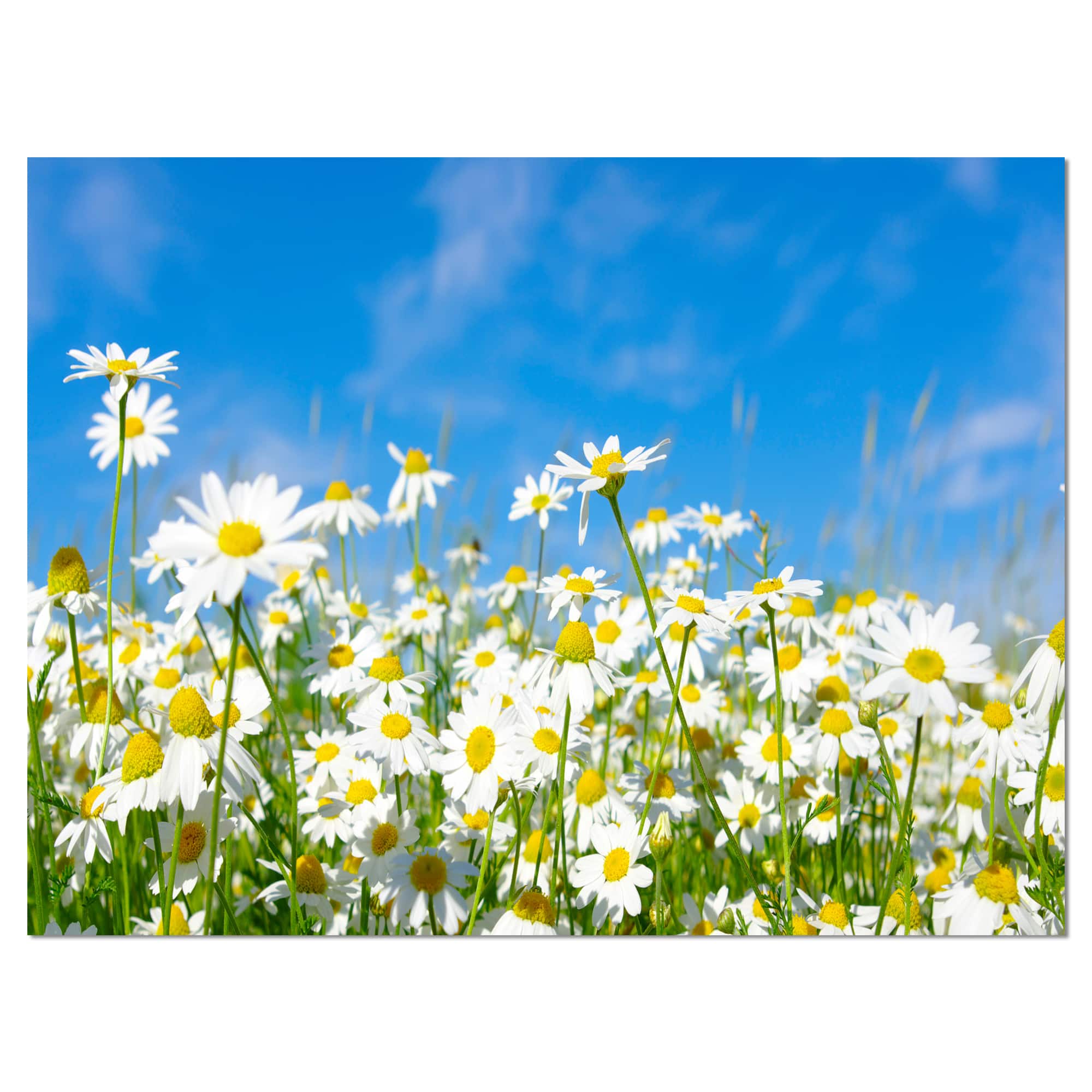 Designart - White Daisies under Bright Blue Sky - Floral Canvas Art Print