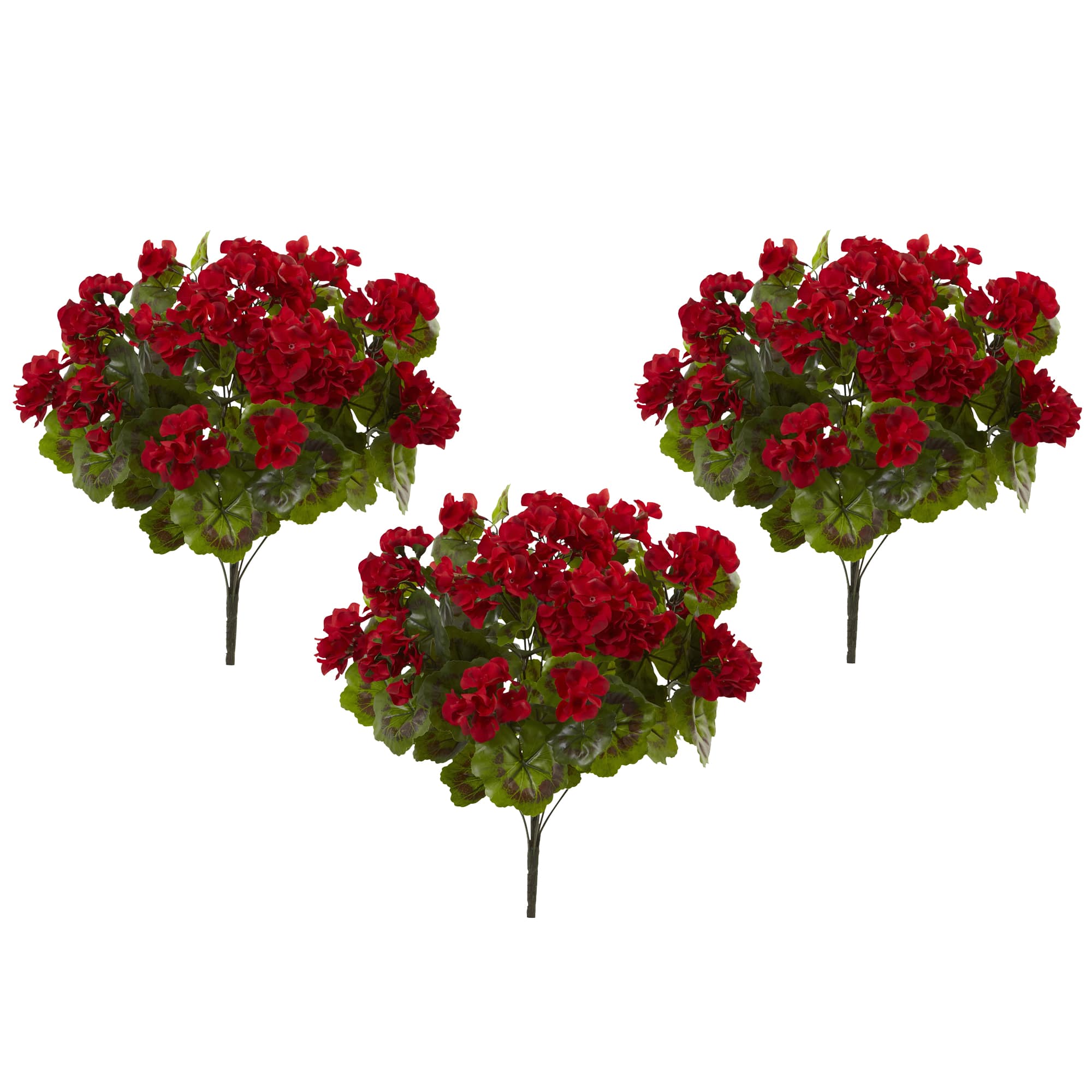 Geranium Bush