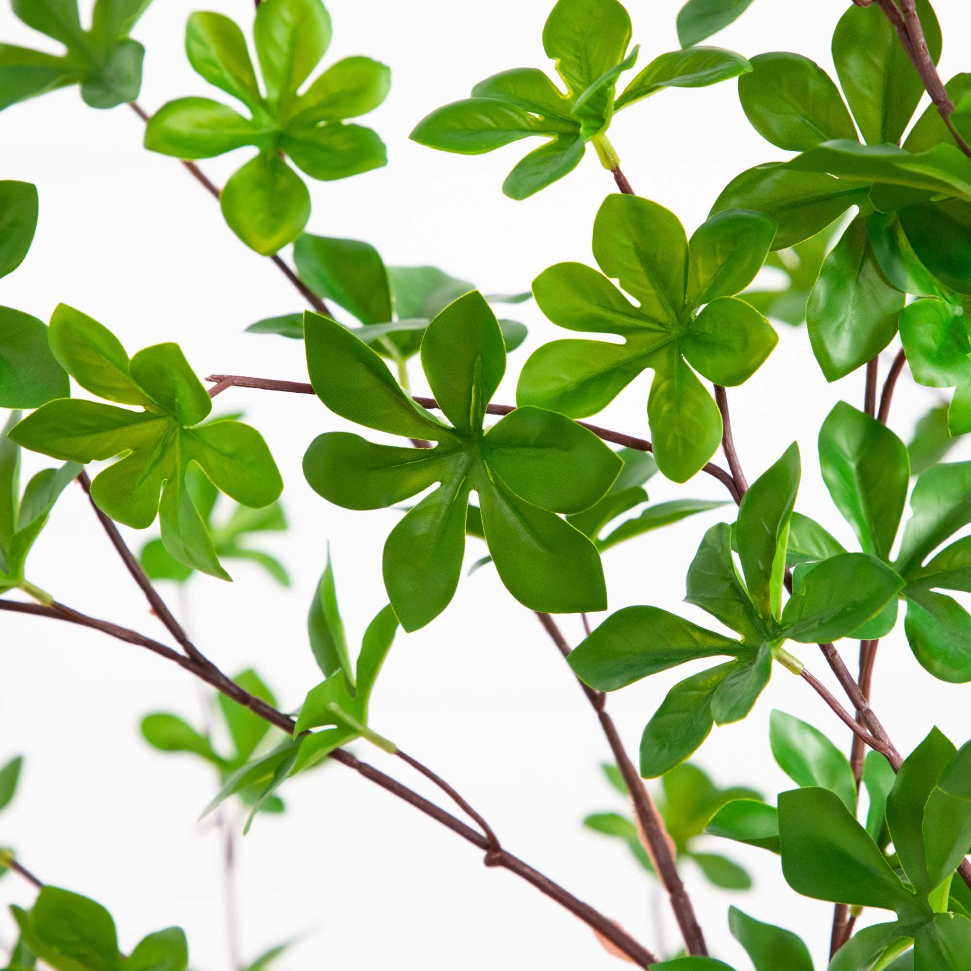 5ft. Enkianthus Tree in White Decorative Planter