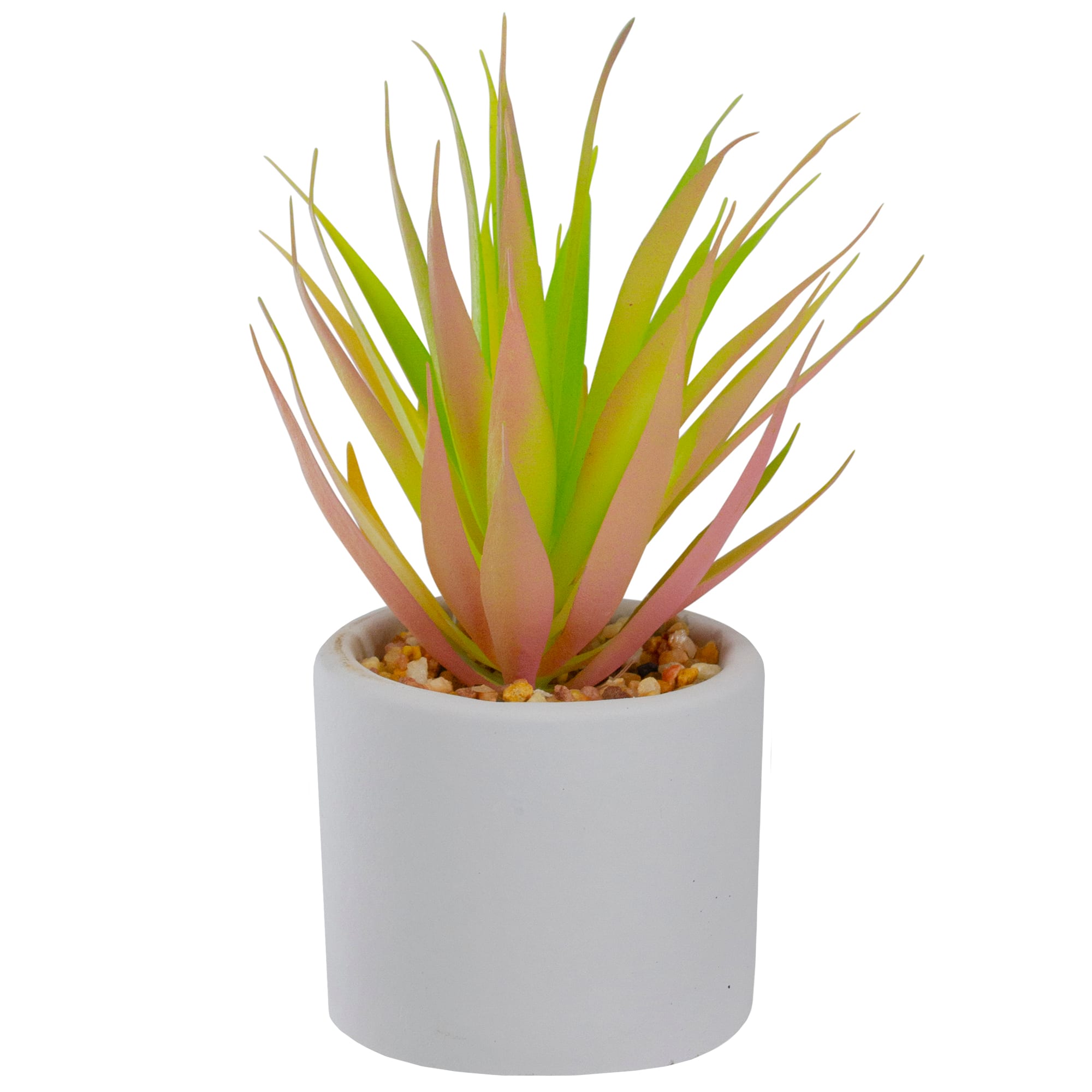 6.5" Green & Pink Sword Grass in White Pot