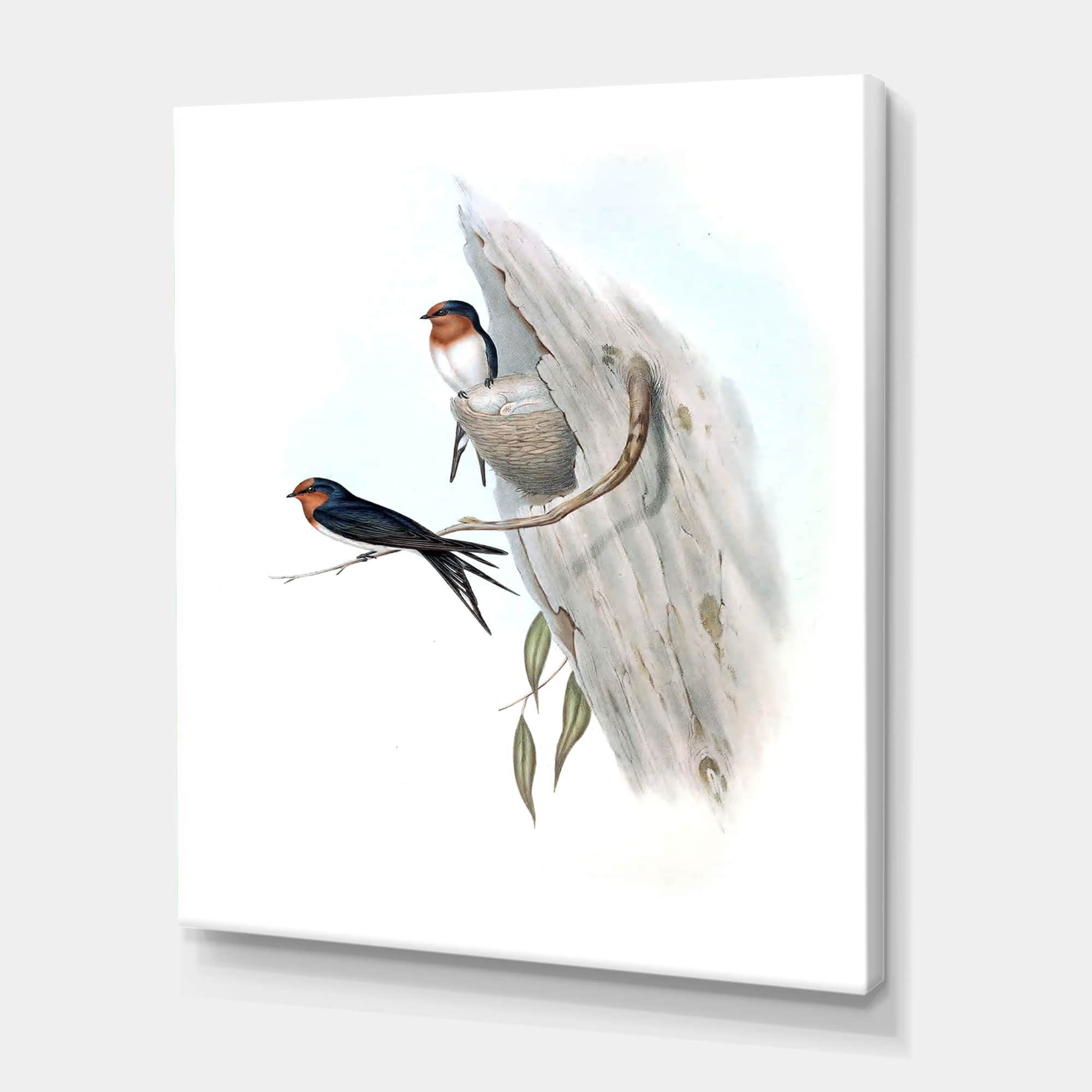 Designart - Vintage Australian Bird Illustrations II