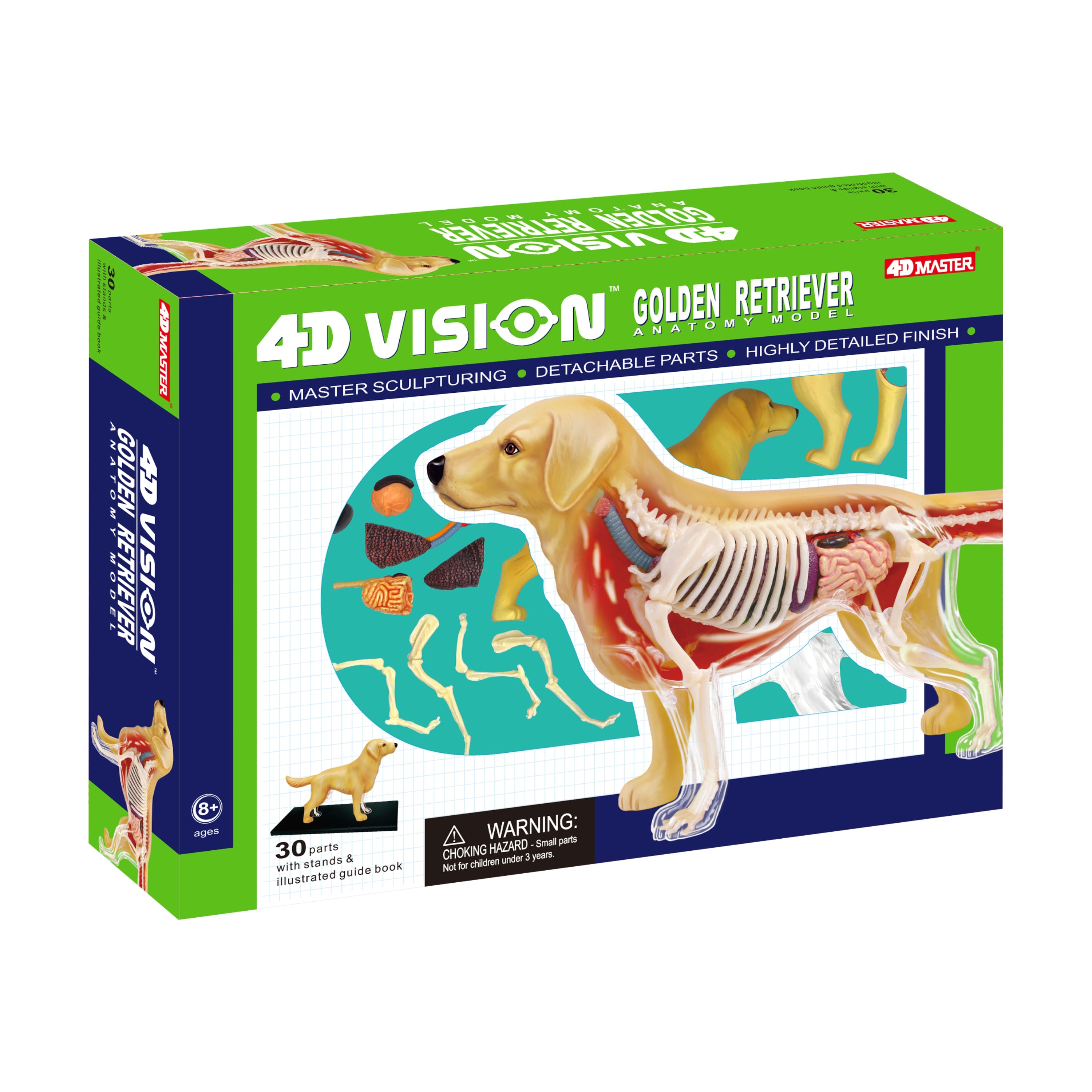 4D Vision™ Golden Retriever Anatomy Model