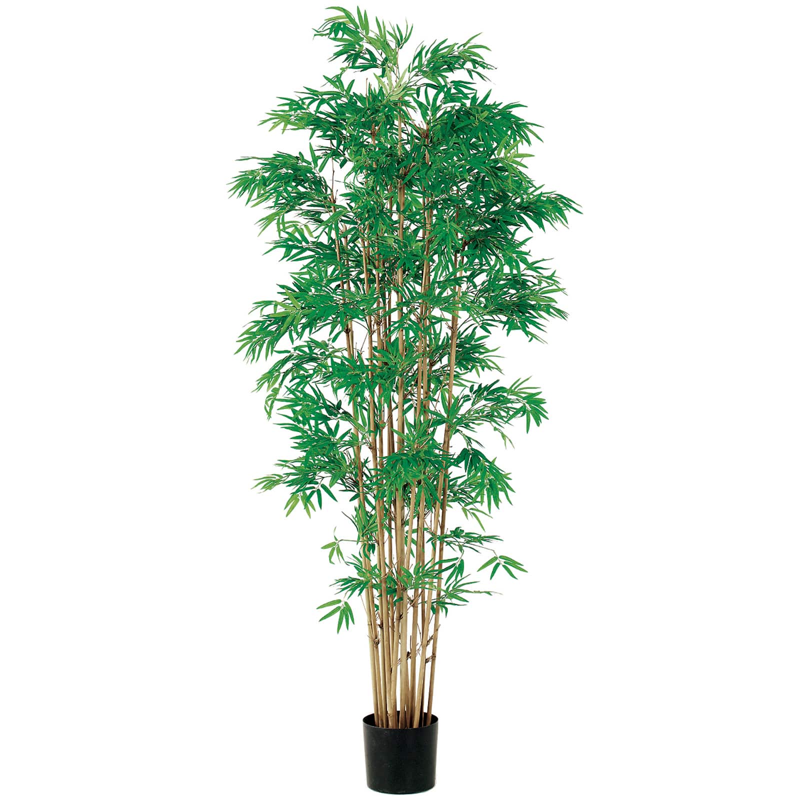 6 Ft. Japanese Bamboo Tree