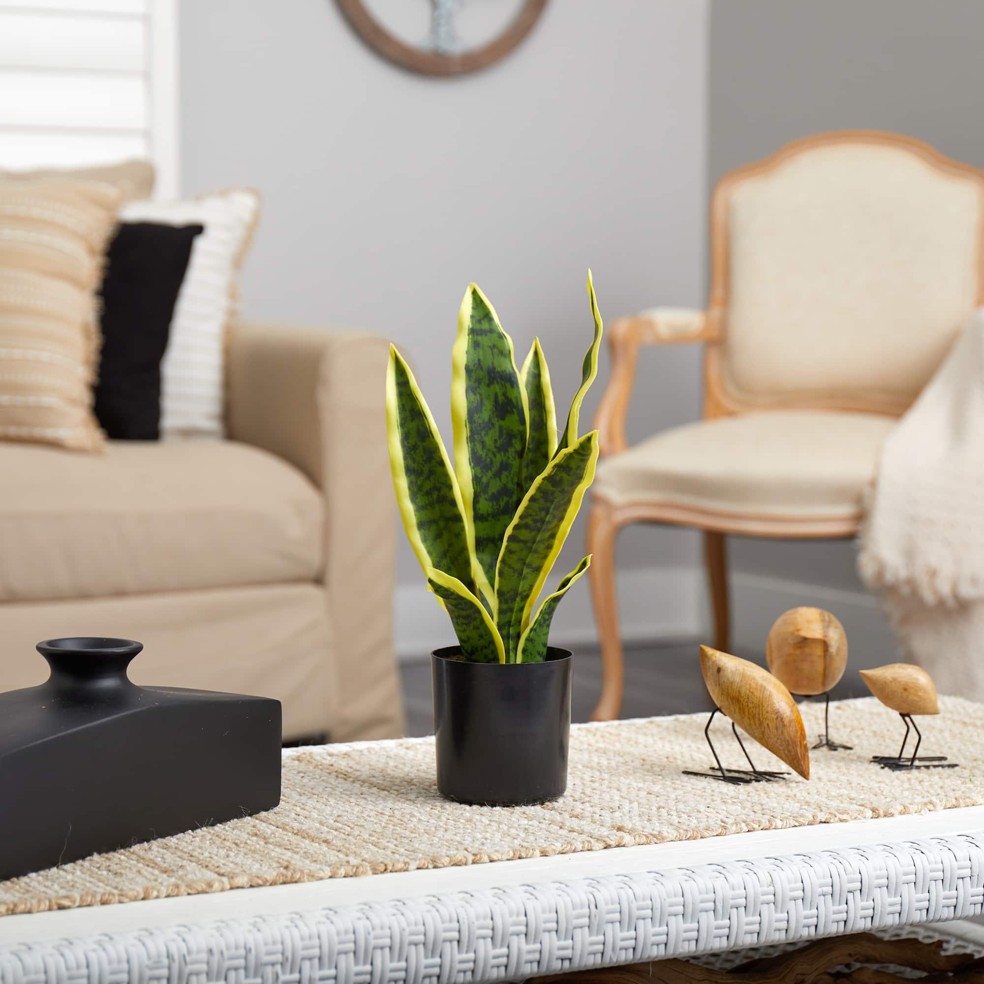 14" Potted Variegated Snake Plant